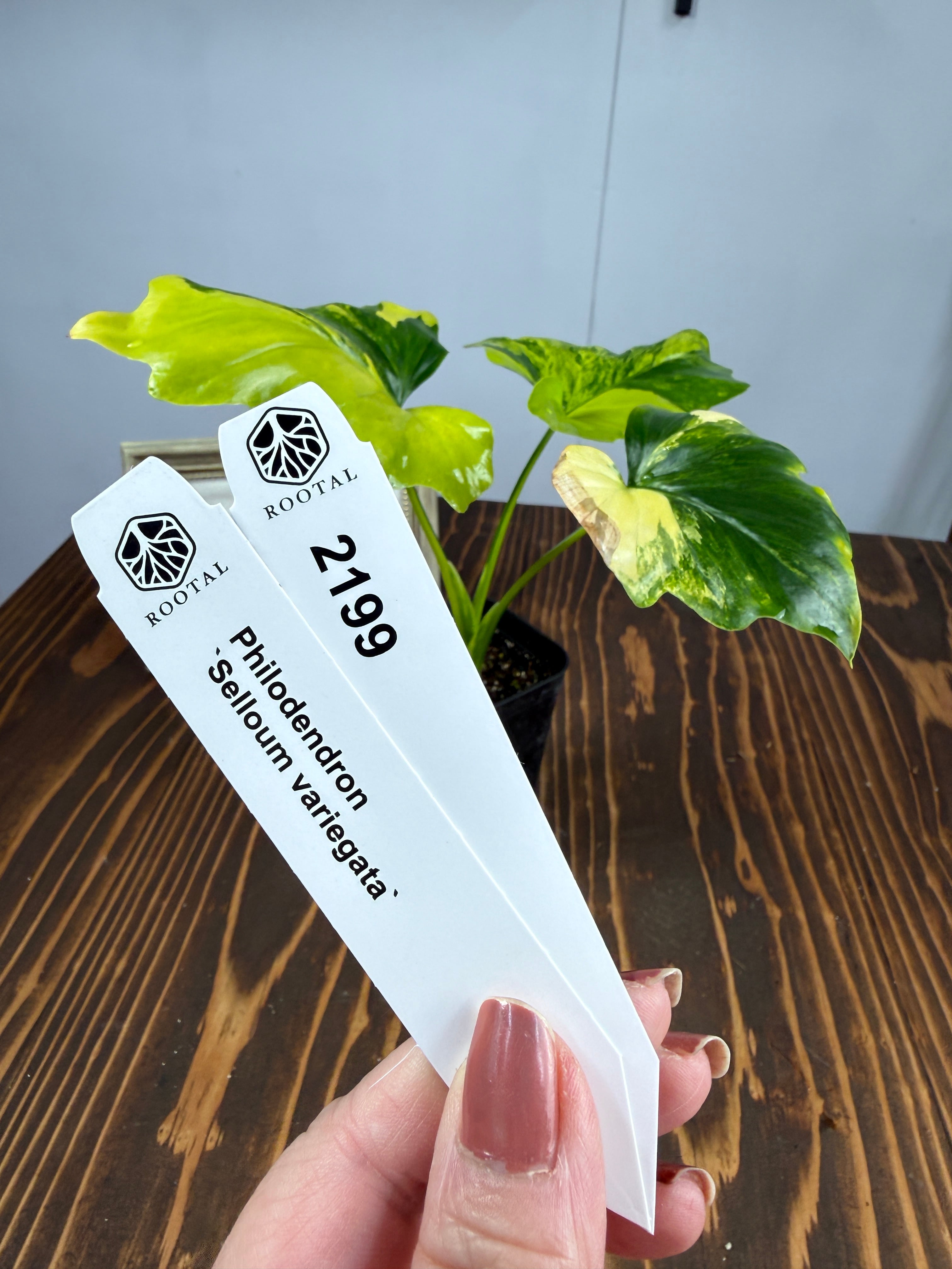 斑入り | ROOTALPLANTS