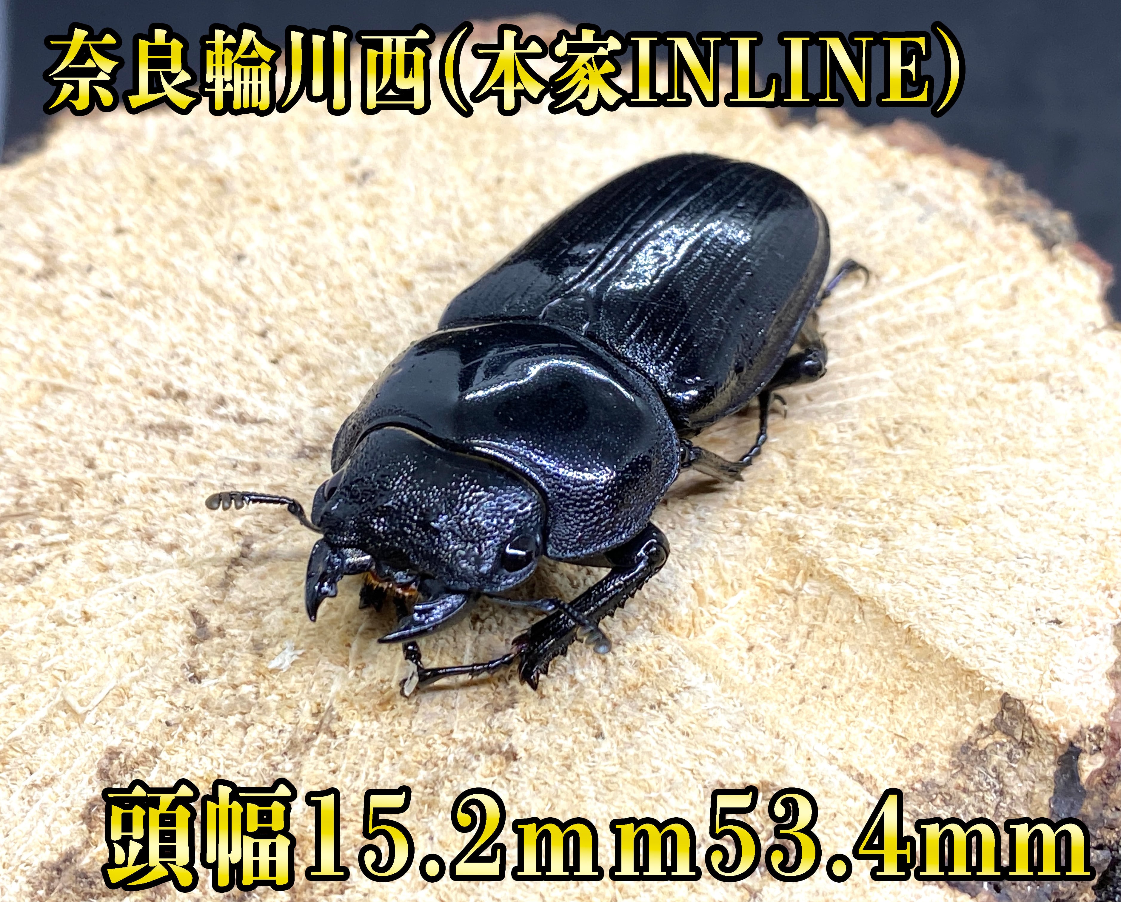奈良輪川西 奈良輪本家 ♀単 53.4mm 23N15 H15.2mm | 夢旅路 Dream  