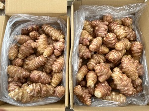 赤キクイモ（トピナンブール）5キロ
