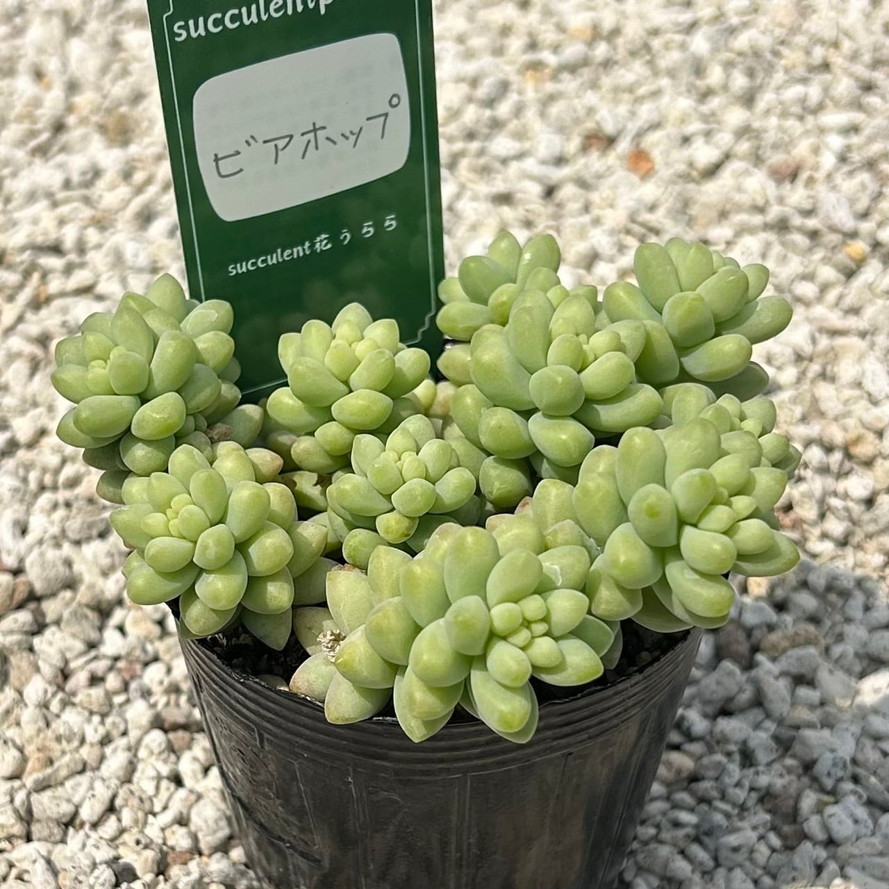 天使の雫 一寸苗 多肉植物 セダム | Succulent 花うらら 〜多肉植物