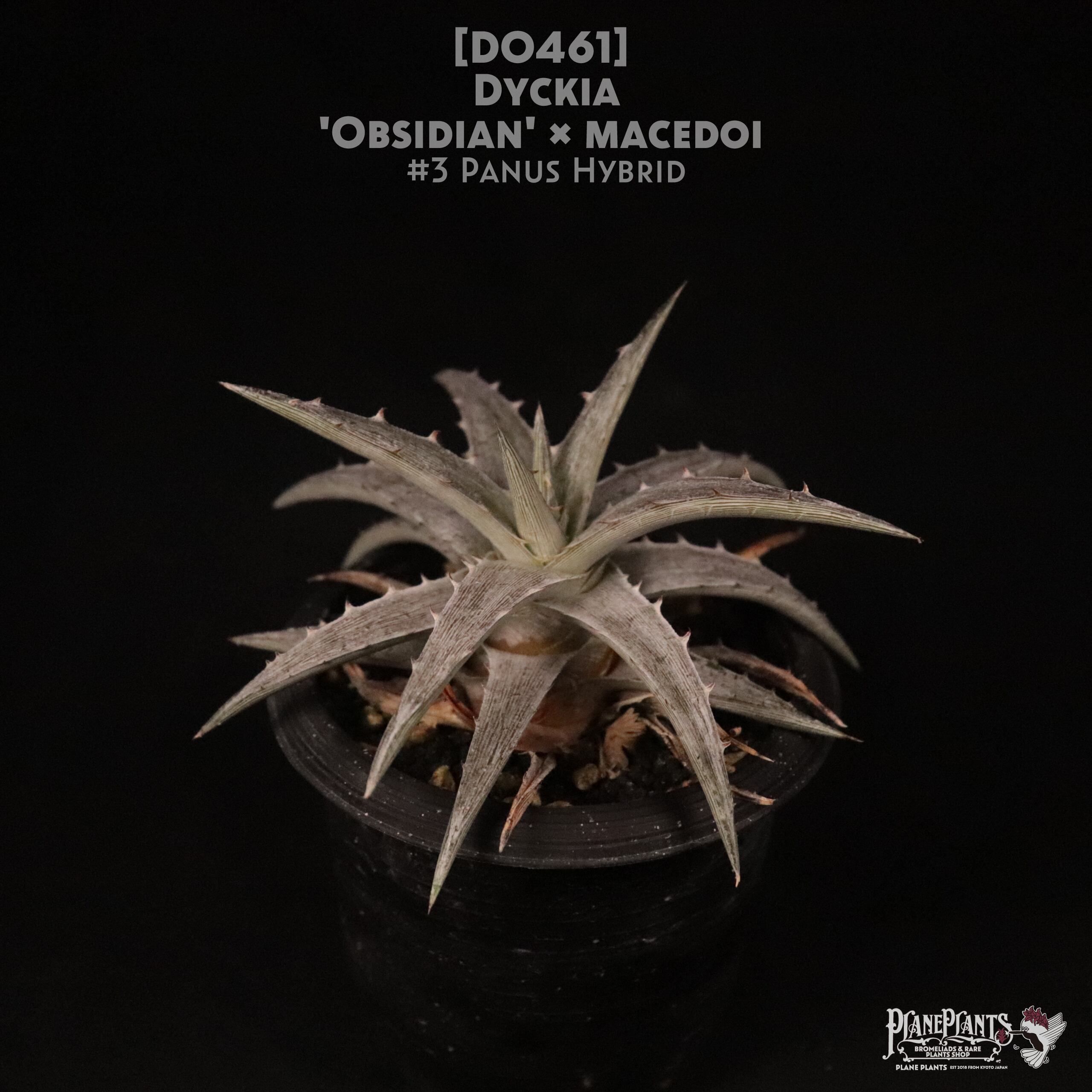 【送料無料】Dyckia 'Obsidian' x macedoi #3 Panus Hybrid〔ディッキア〕現品発送D0461