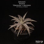 【送料無料】Dyckia 'Obsidian' x macedoi #3 Panus Hybrid〔ディッキア〕現品発送D0461