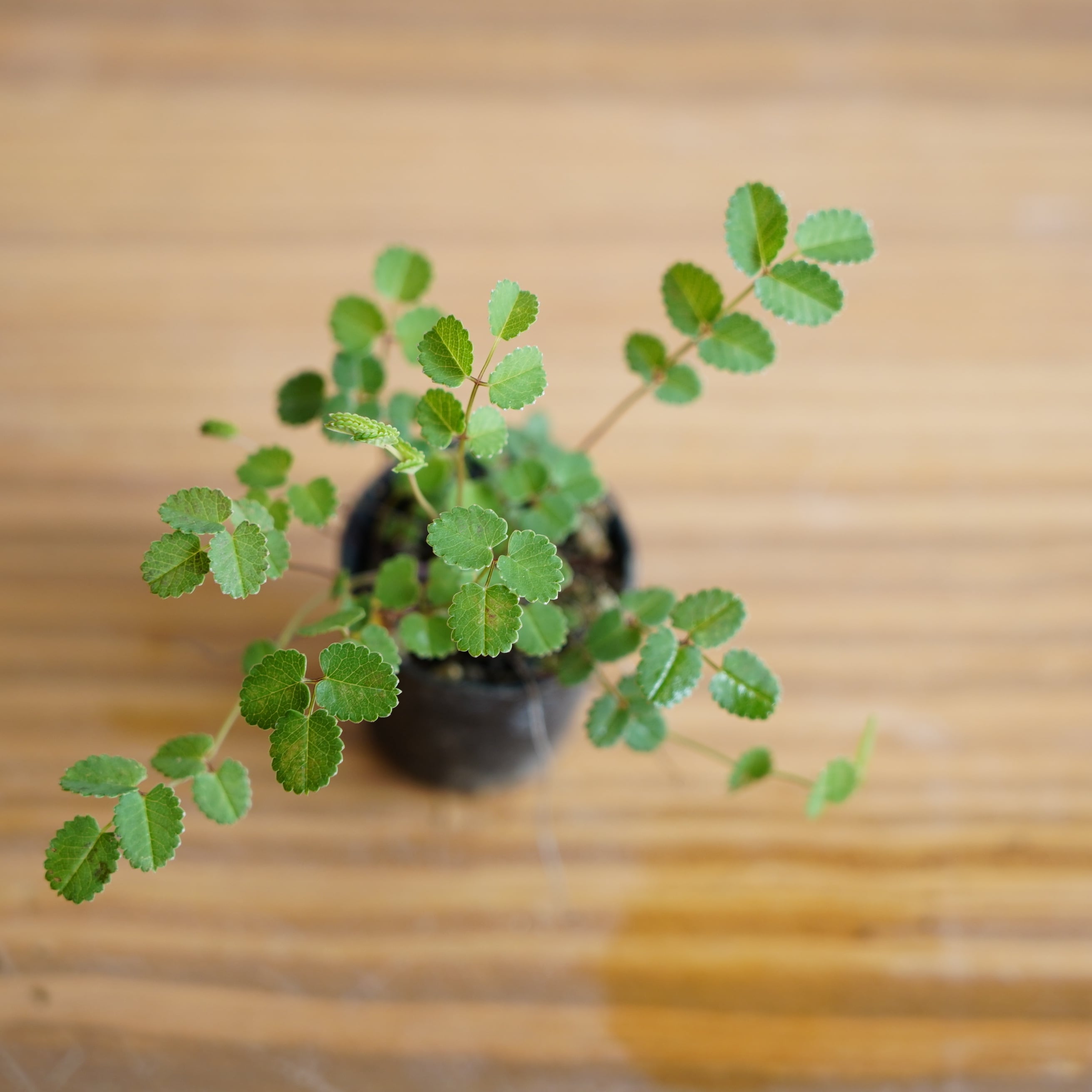 屋久島ワレモコウ Sanguisorba officinalis｜苔テラリウム作製用素材