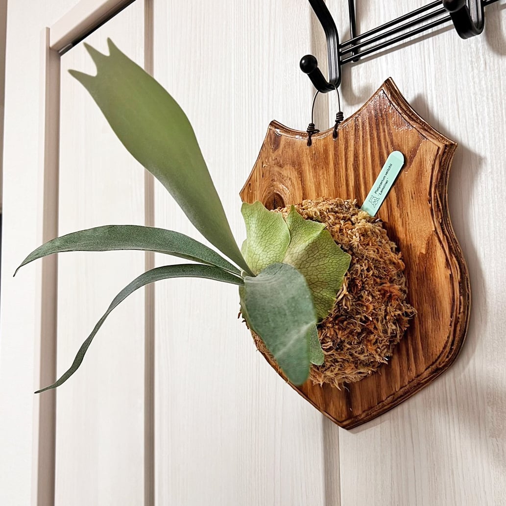 ビカクシダ レモイネイ 板付 【観葉植物 室内 コウモリラン