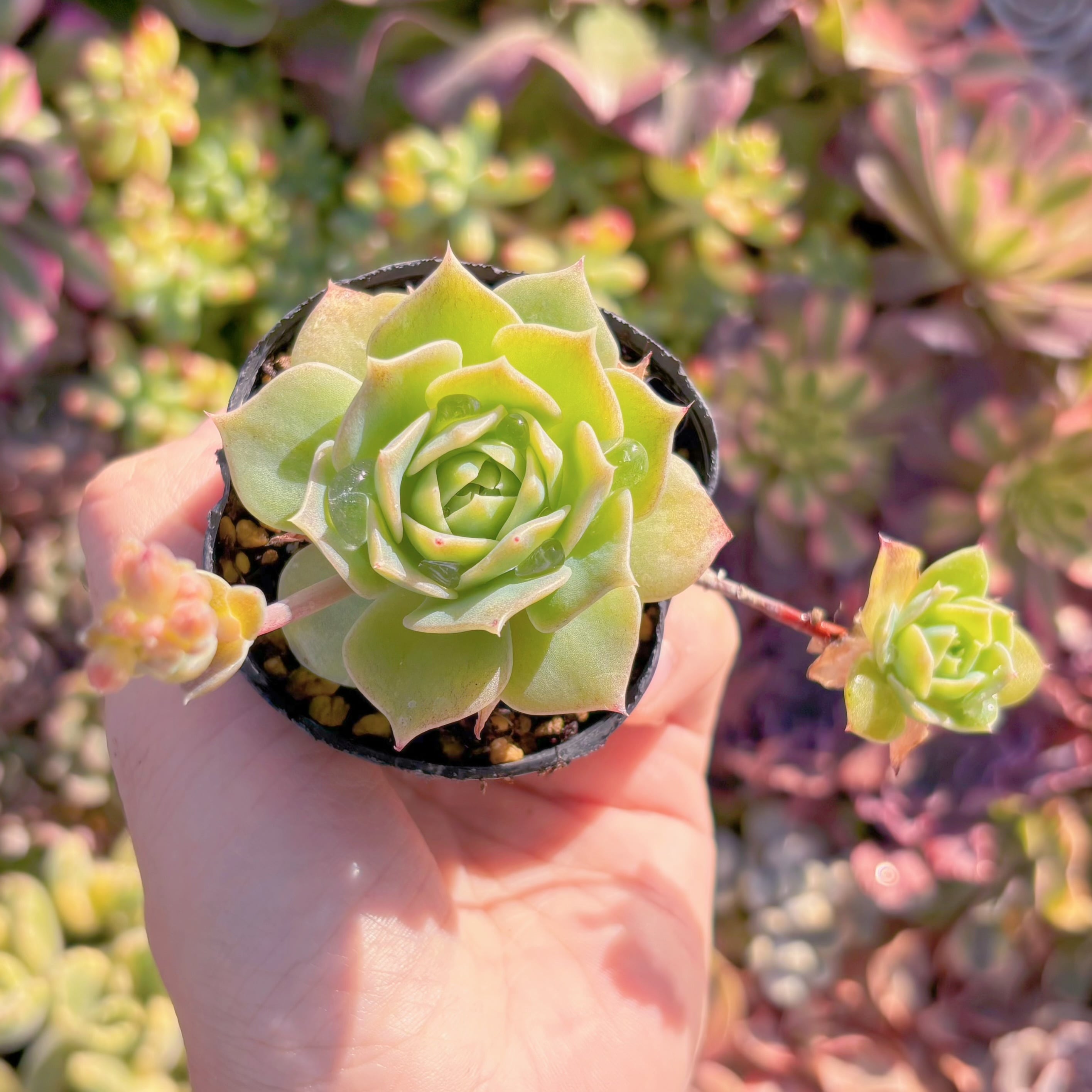 現品　マクドガリー ワイドリーフ#F209   古株　るる農園