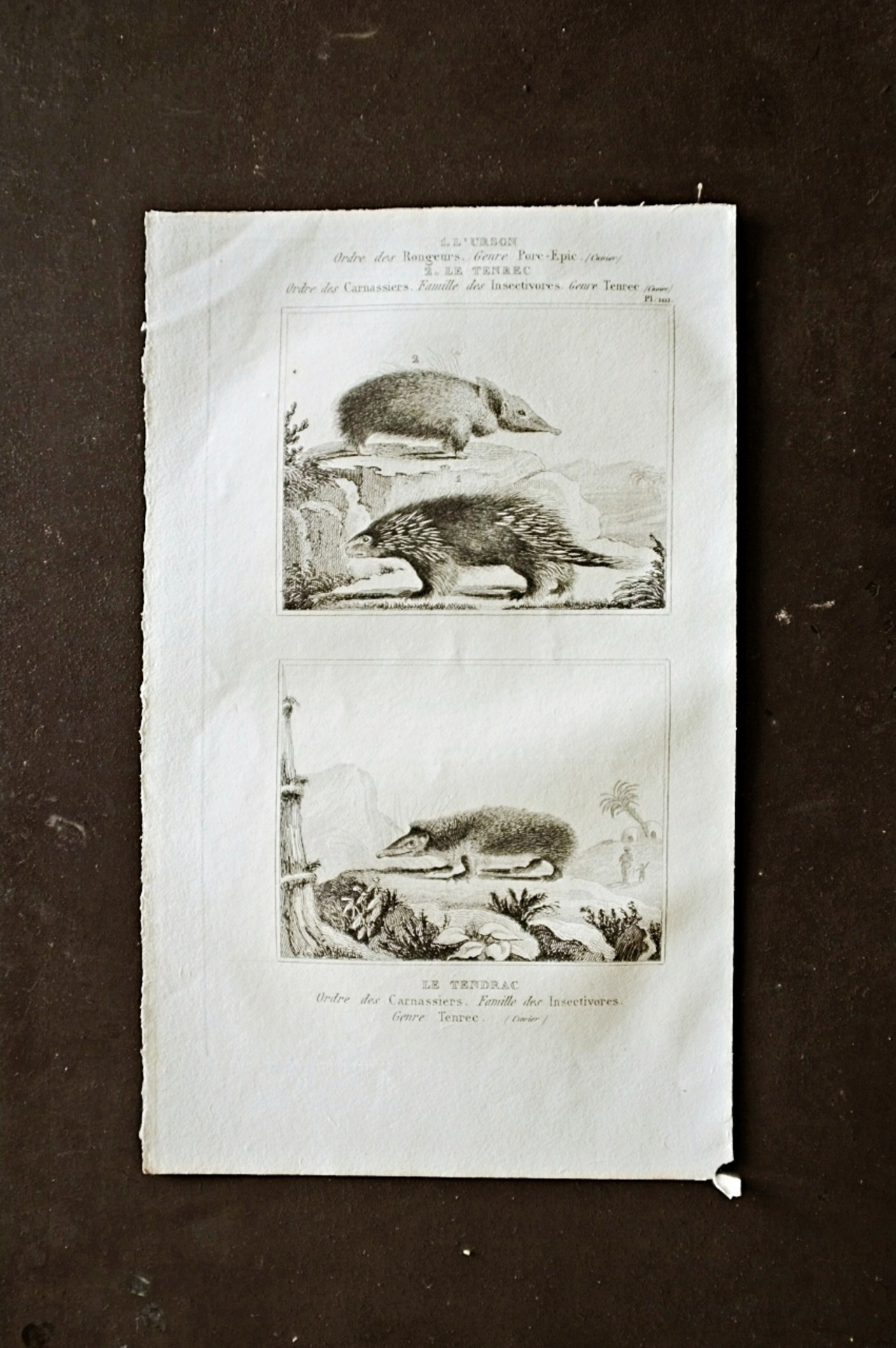 フランス BUFFON 1835s ビュフォン伯爵による動物たちの博物画  カナダヤマアラシ テンレック アンティーク