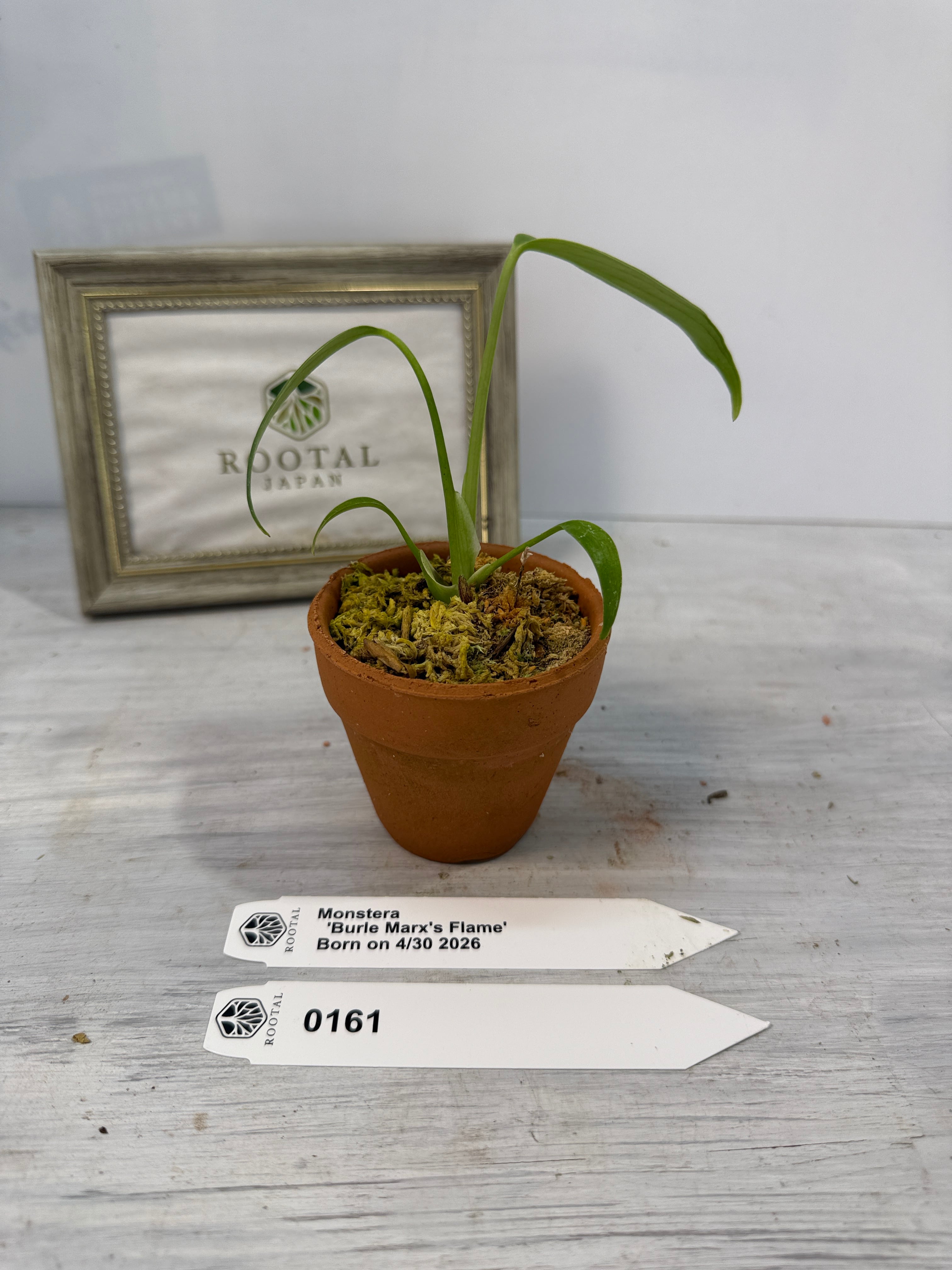 モンステラ | ROOTALPLANTS
