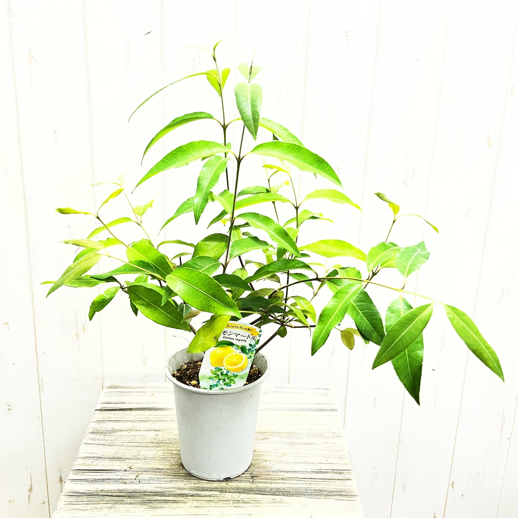 ユーカリ ポポラス テラコッタ鉢植え｜丸葉がかわいい人気品種