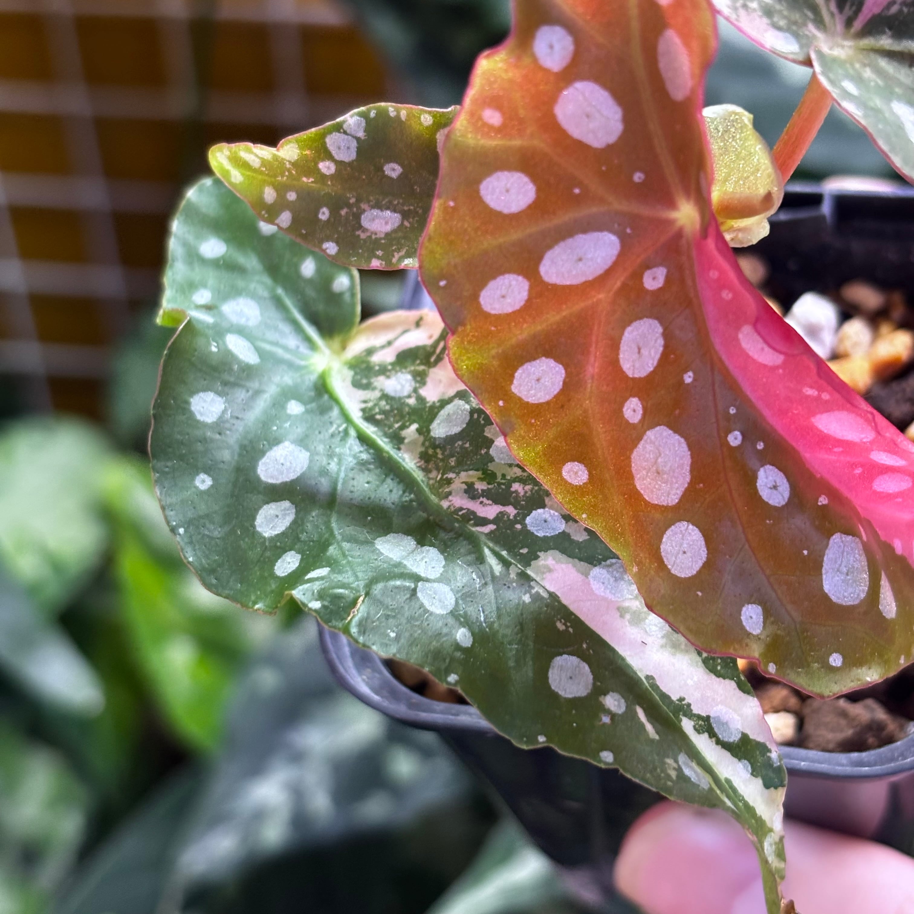 Begonia maculata 'Pink Variegated' | 熱帯雨林植物専門店 トイ吉園芸