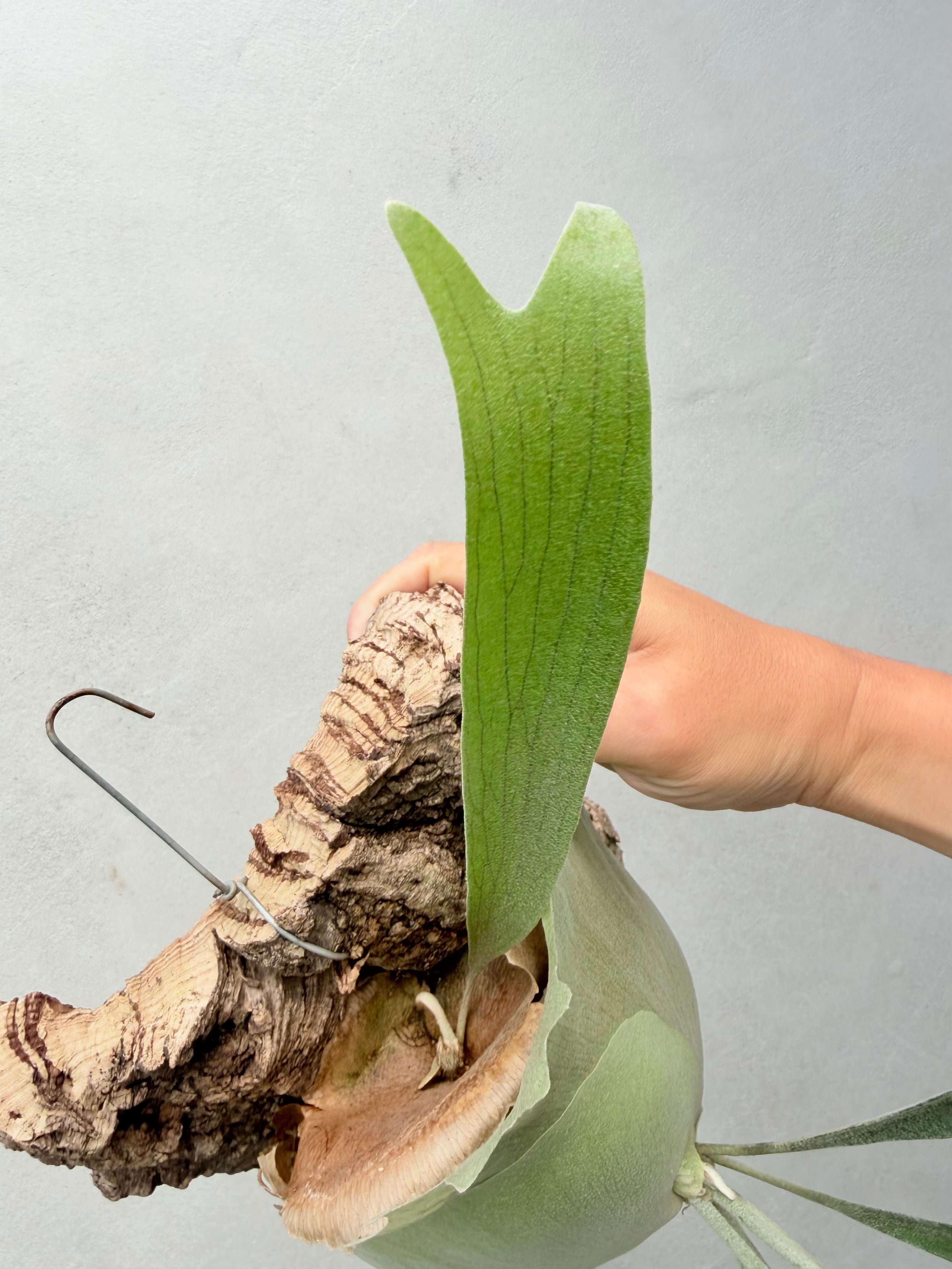 P. 'Musang King' ビカクシダ 'ムーサン キング' | vandaka plants