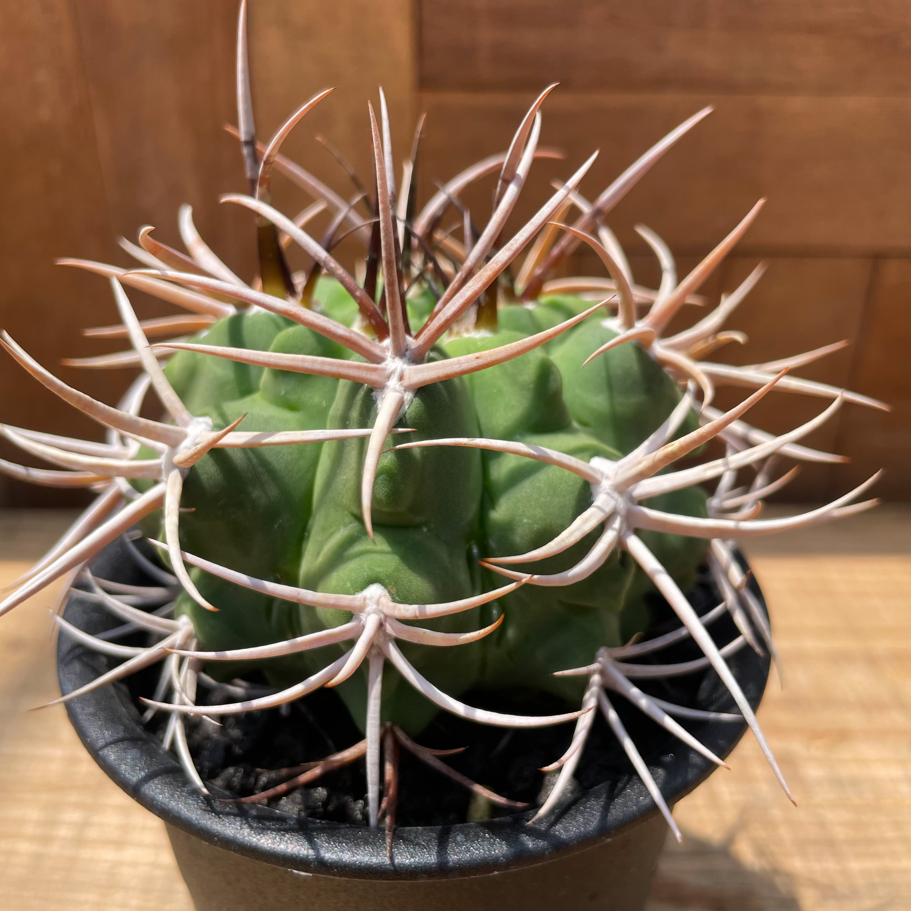 Gymnocalycium hybopleurum v. ferocior【ギムノカリキウム