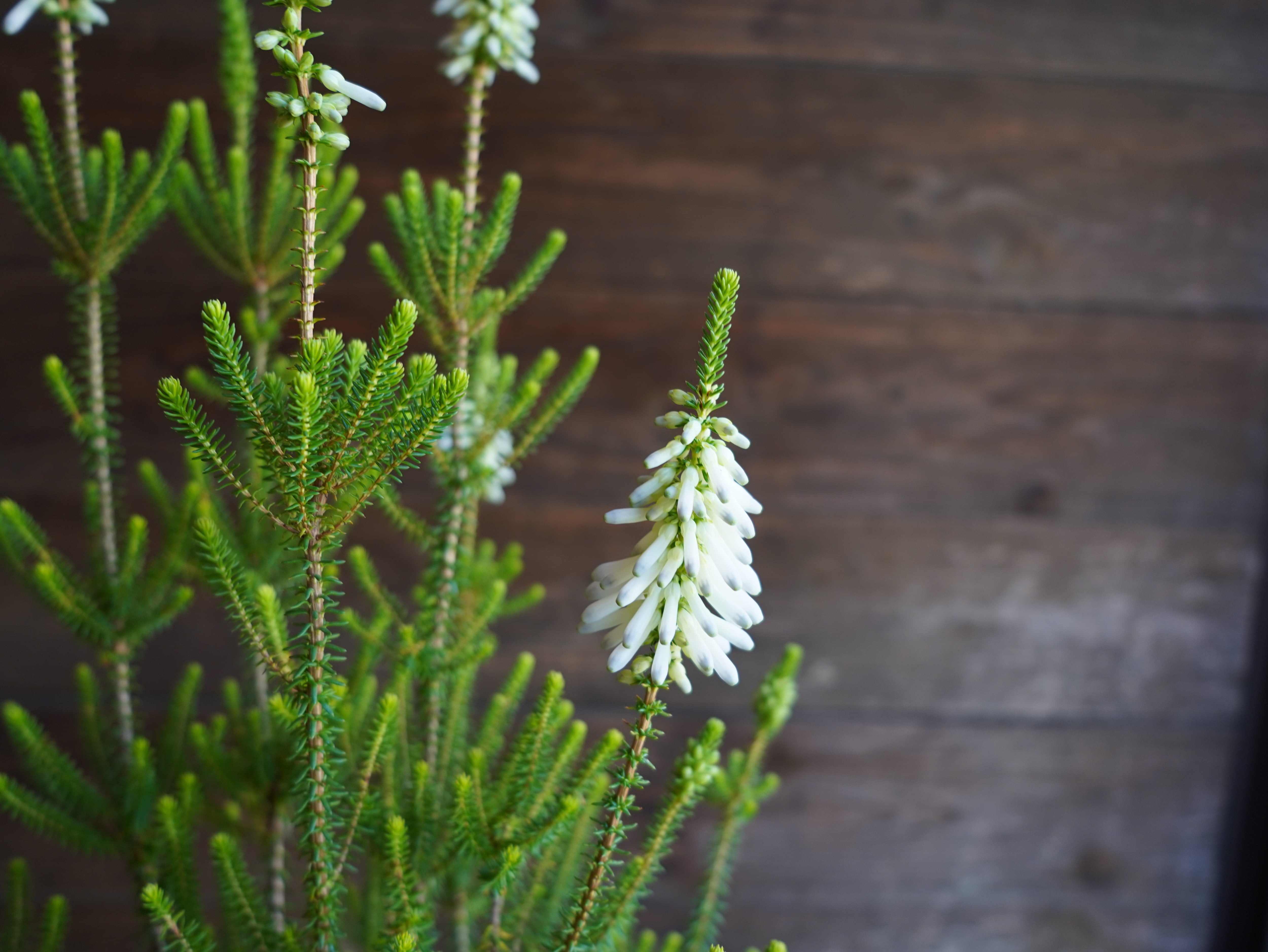 【現物】エリカ　Ｓ．’ライトスパーク’　B