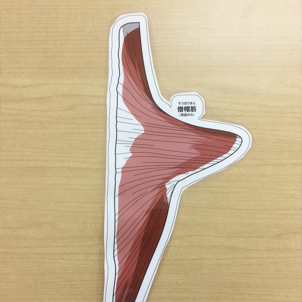 からだの白地図 <筋肉編> | 筋膜アプローチセミナー オンライン