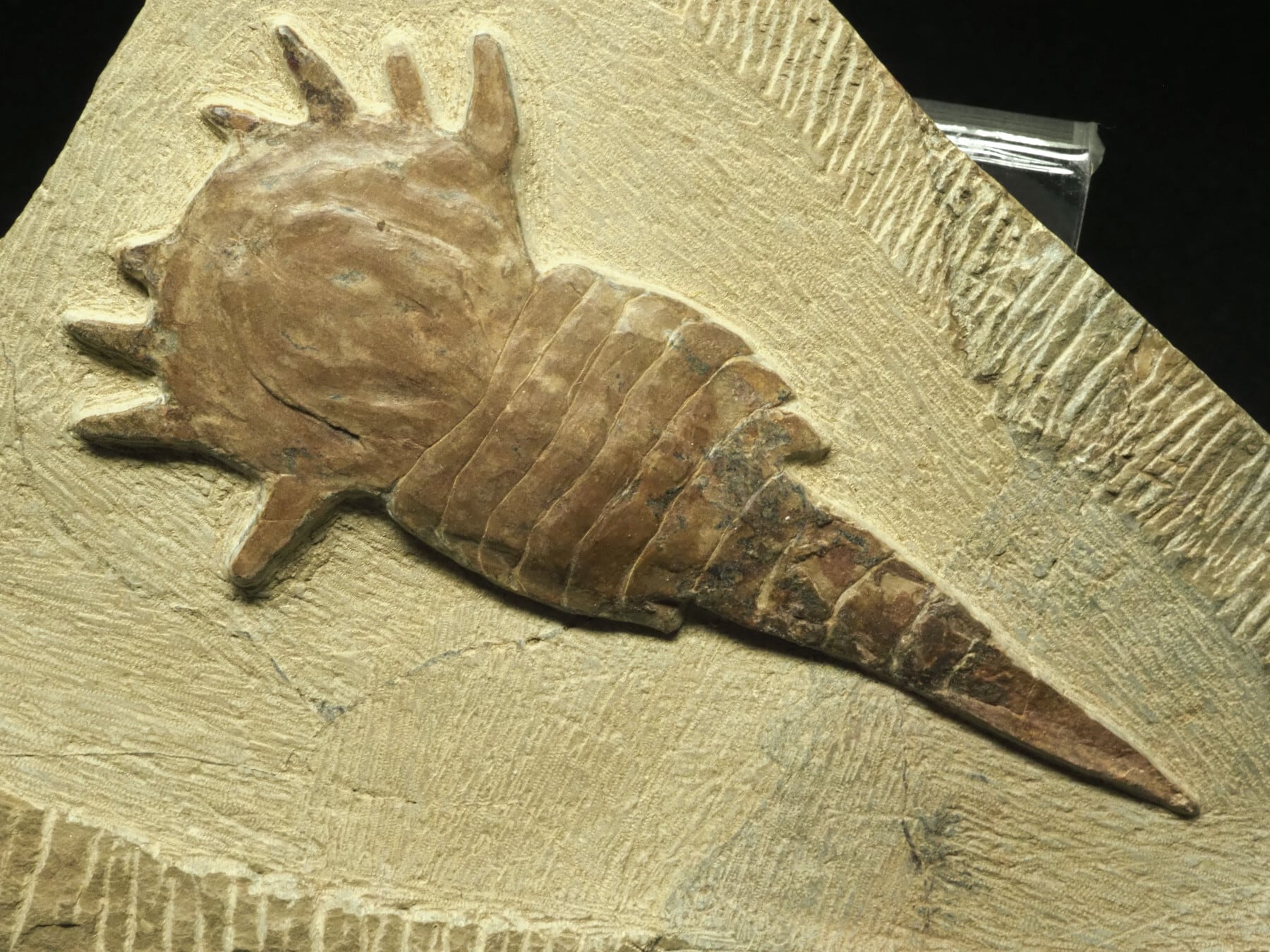 カブトガニの化石【Unidentified Xiphosurida】モロッコ王国産/化石