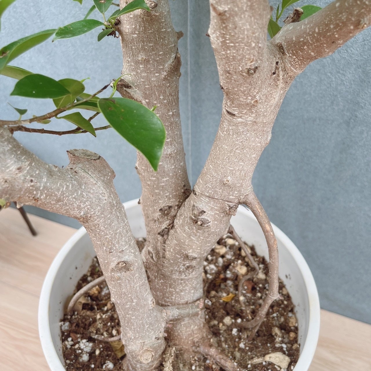 現品］91番 ガジュマル 8号 観葉植物 室内 大型 幹太 | PF green