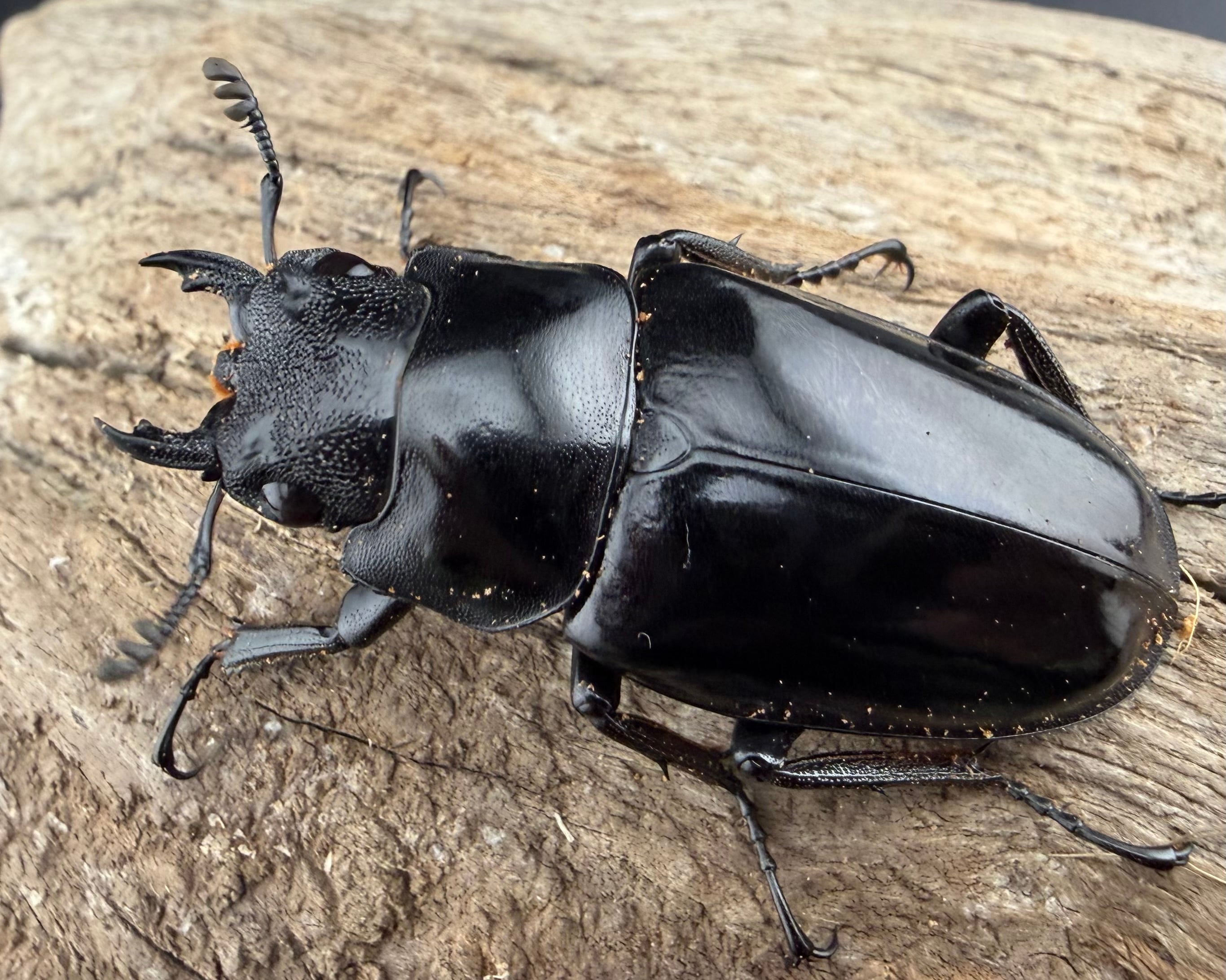 ♂単♀単お得コーナー | KPW公式オンラインショップ