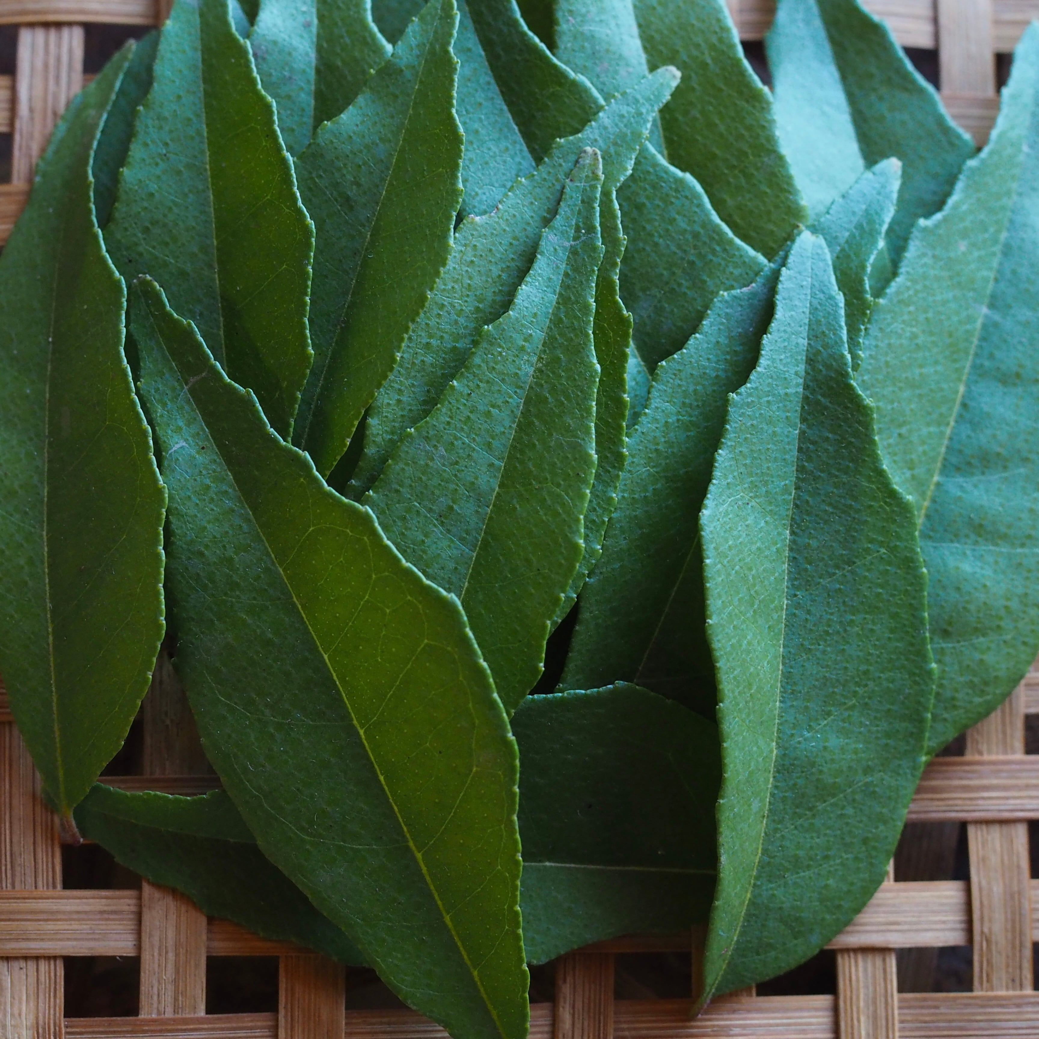 Fresh Curry Leaf | 農地所有適格法人 株式会社 苗目
