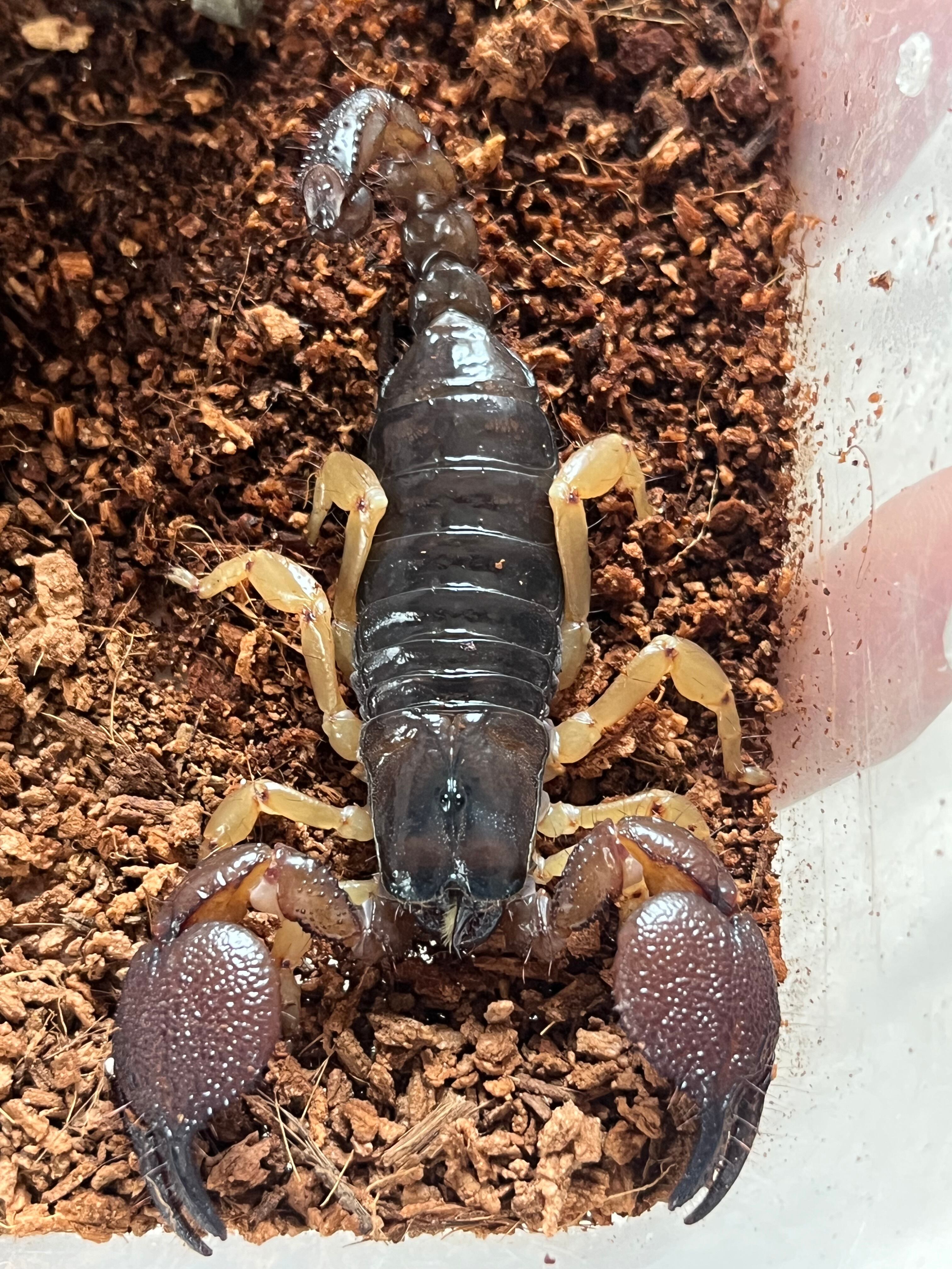 蠍固有種】インディアンブラックスコーピオンDeccanometrus latimanus