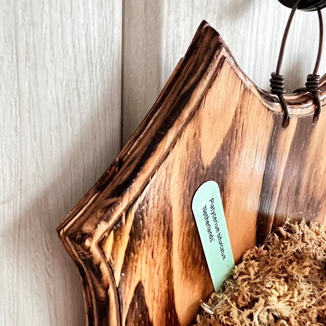 ビカクシダ ネザーランド 板付 【観葉植物 室内 コウモリラン】