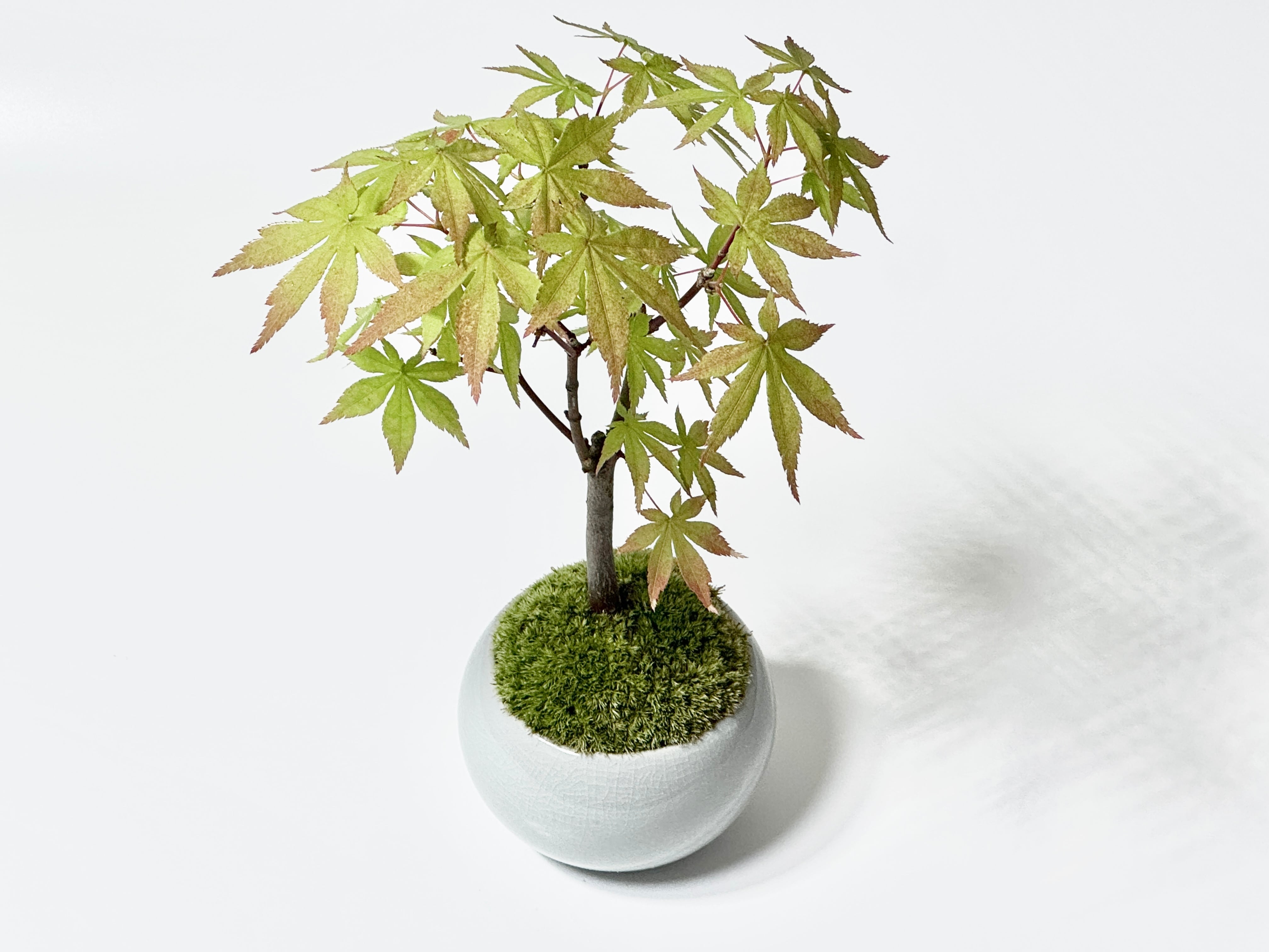 石化檜（Petrified hinoki） | 369 BONSAI™︎