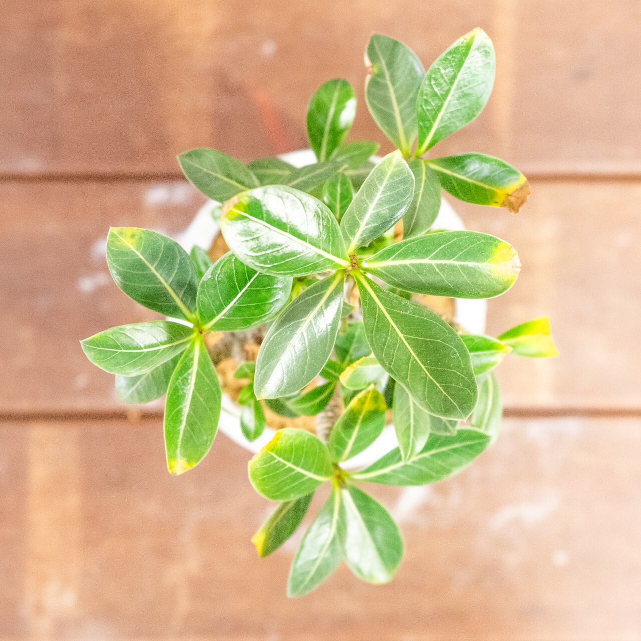 アデニウム｜すっきり立ち上がる枝と優しい塊根フォルムの一点もの【虫発生抑制／手作りモルタル鉢】