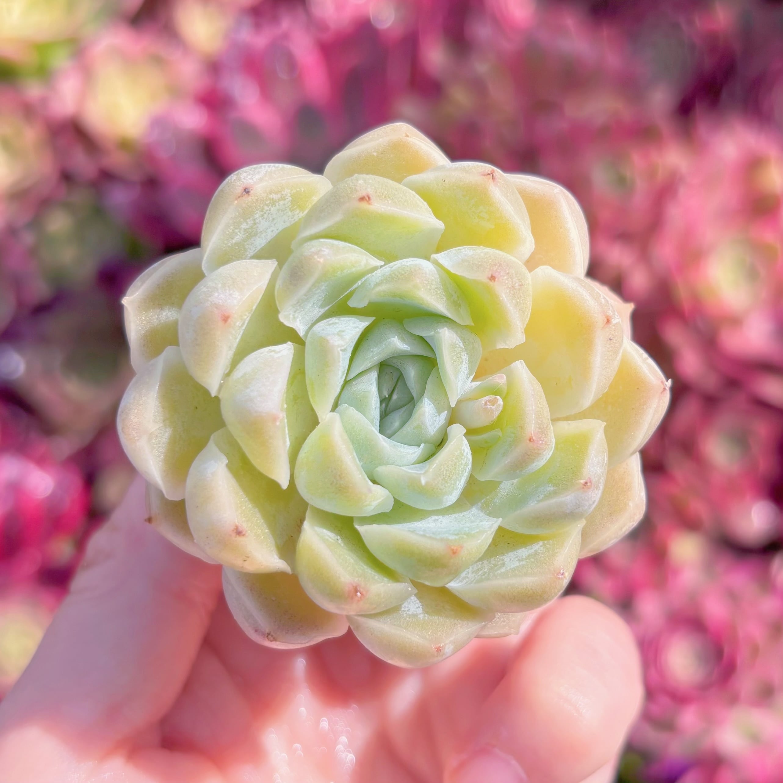 多肉植物　顔如玉(がんにょぎょく)　新入荷　るる農園
