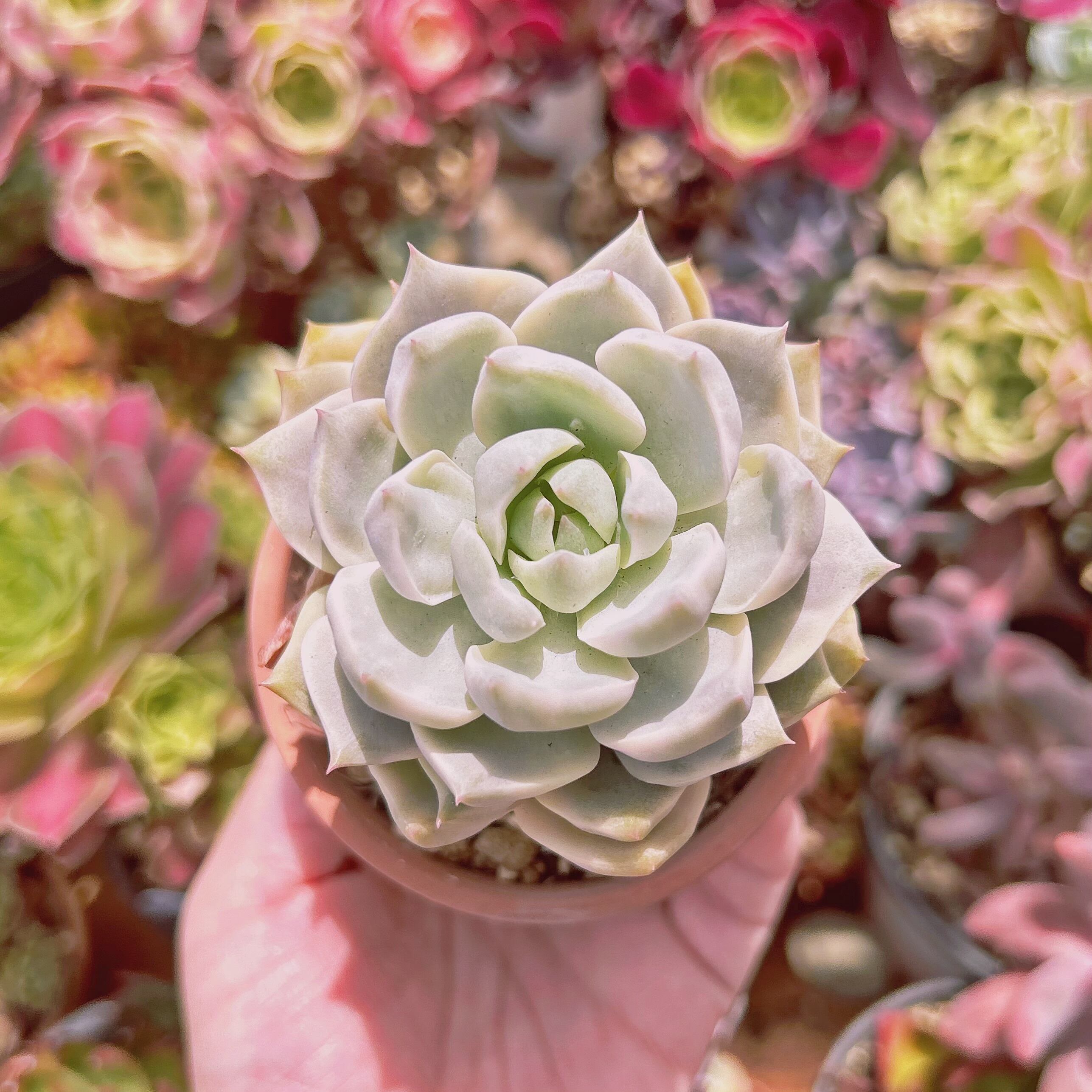 #745現物　多肉植物　白牡丹錦　抜き苗