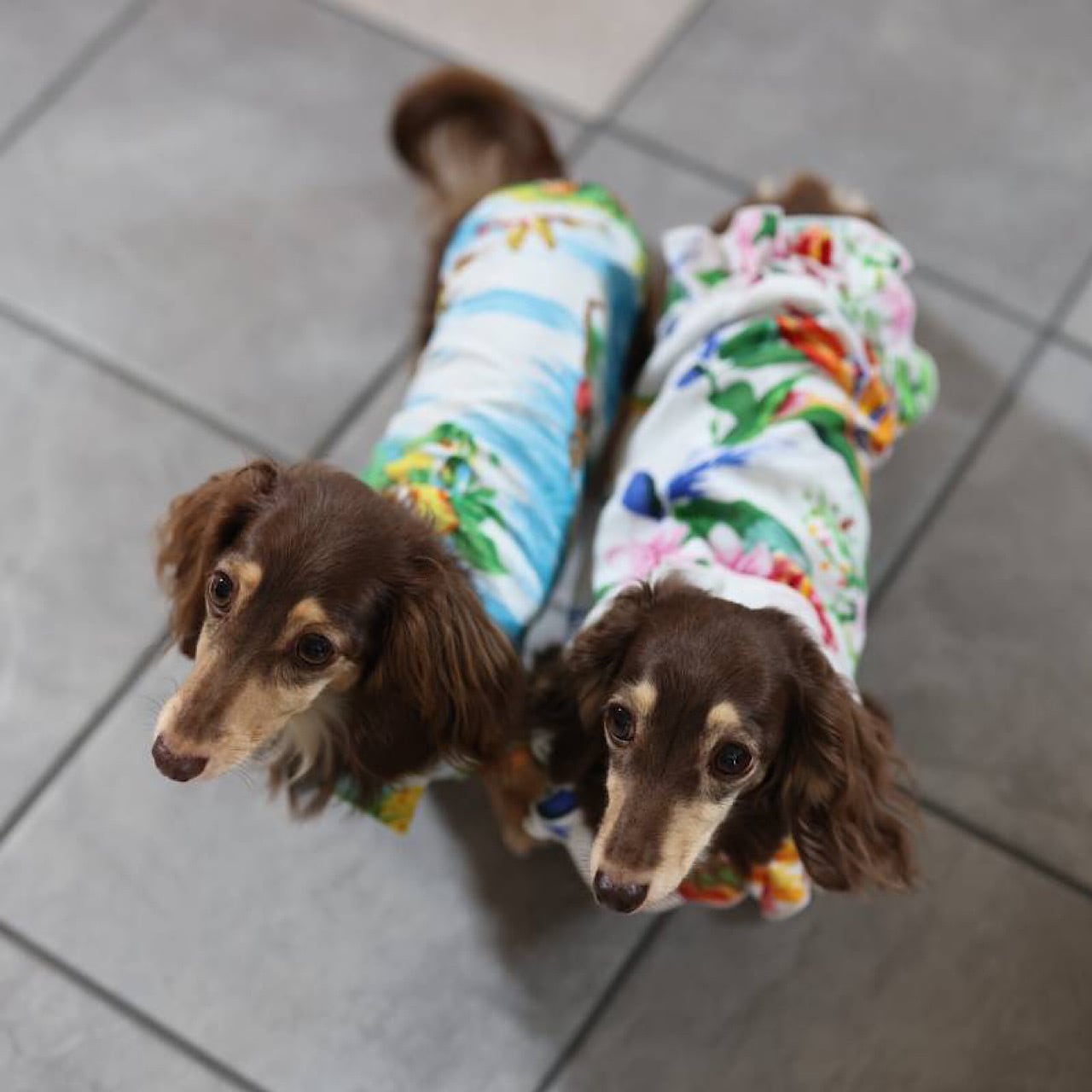 アロハシャツ | カニンヘンダックスとミニチュアダックス専門のお洋服