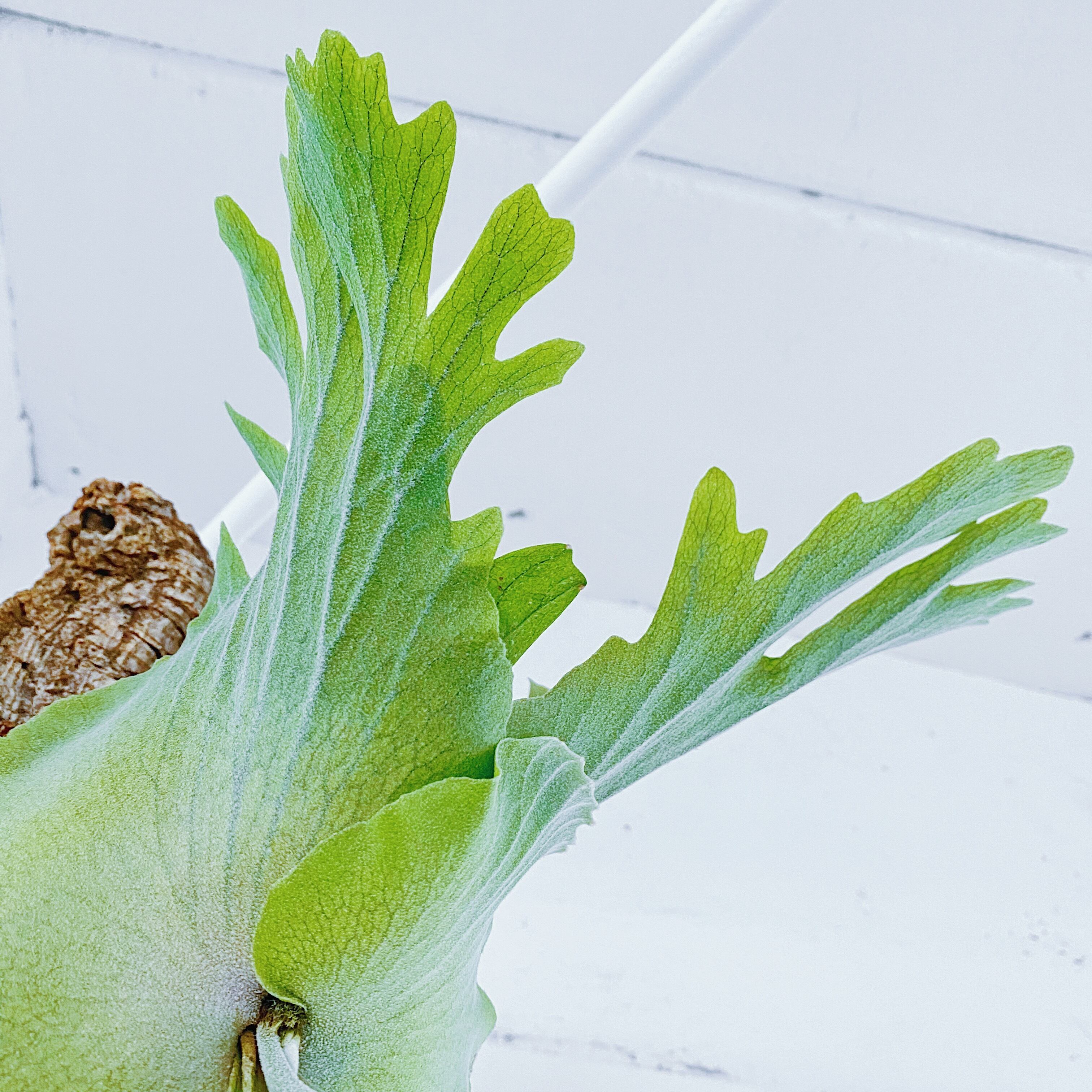 ビカクシダ ウィリンキー P Willinckii Bogor Stope Stand By Green スタンドバイグリーン