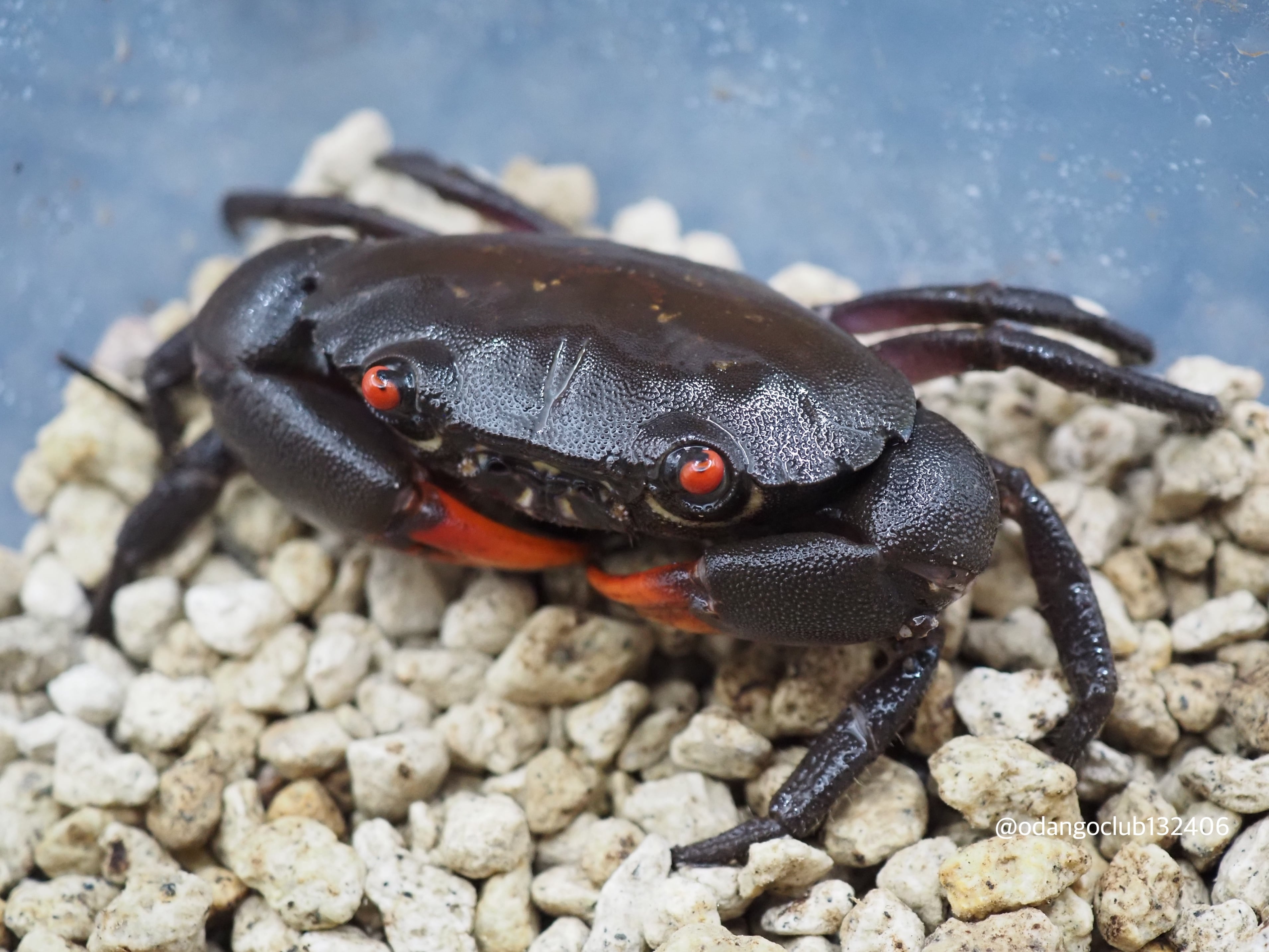 ①西表島産 クマドリオウギガニ ♀ 1匹 カニ | おだんごくらぶ