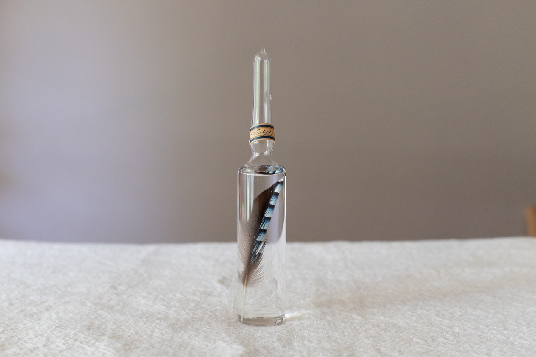 トビの翼標本 トビの翼標本 - コレクション