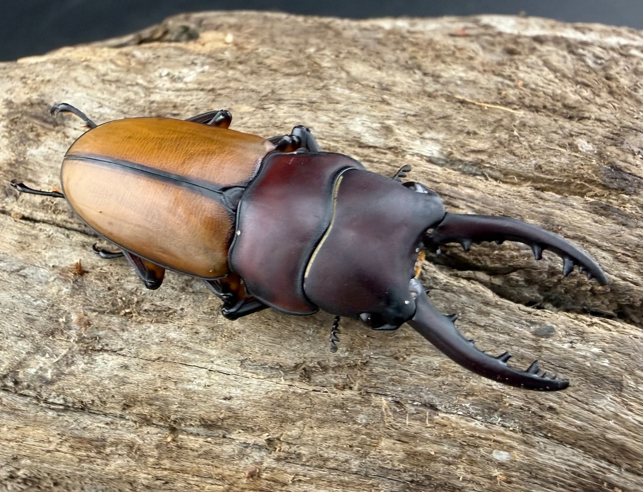 【WD】《ブルイジンノコギリ ペレン島産 40mm ペア》