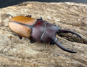 【WD】《ブルイジンノコギリ ペレン島産 40mm ペア》