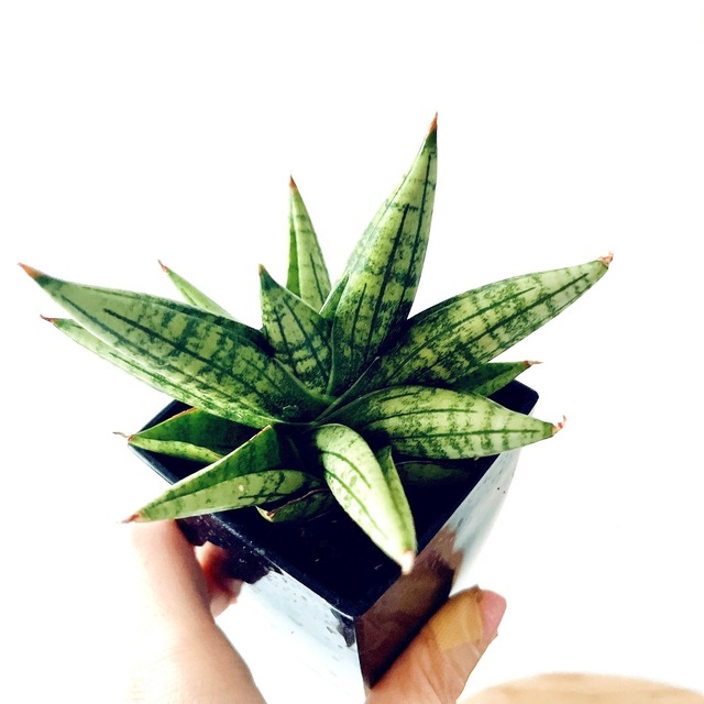 希少 サンスベリア ヤーヤー ヤヤ calm cafe