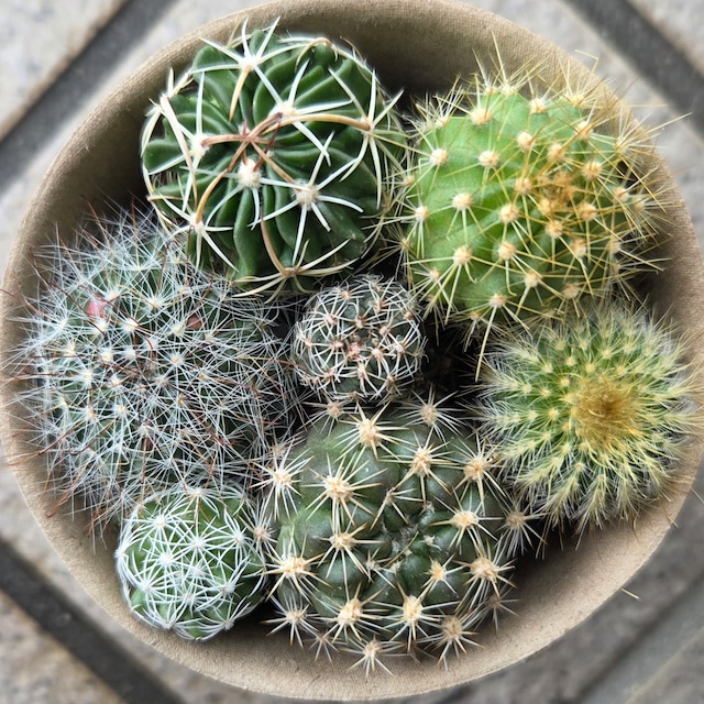 ミニサボテン7品種set　3