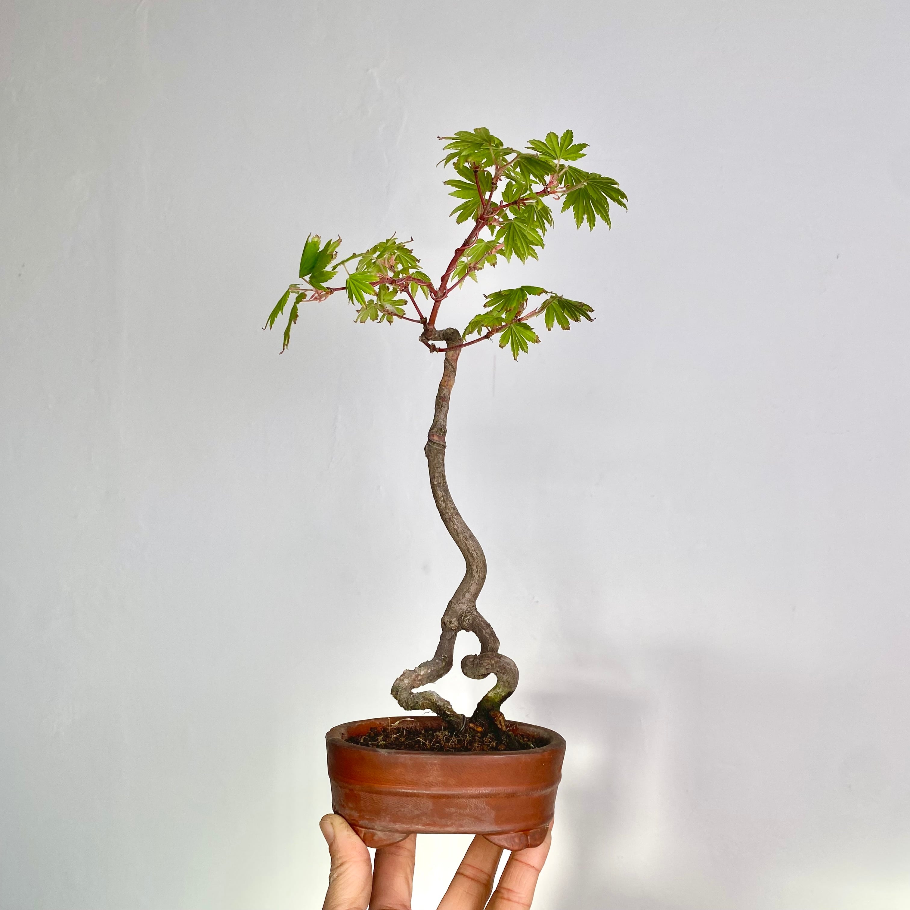 コハウチワカエデのミニ盆栽｜高さ 約32cm | BONSAI Labo ウエブショップ