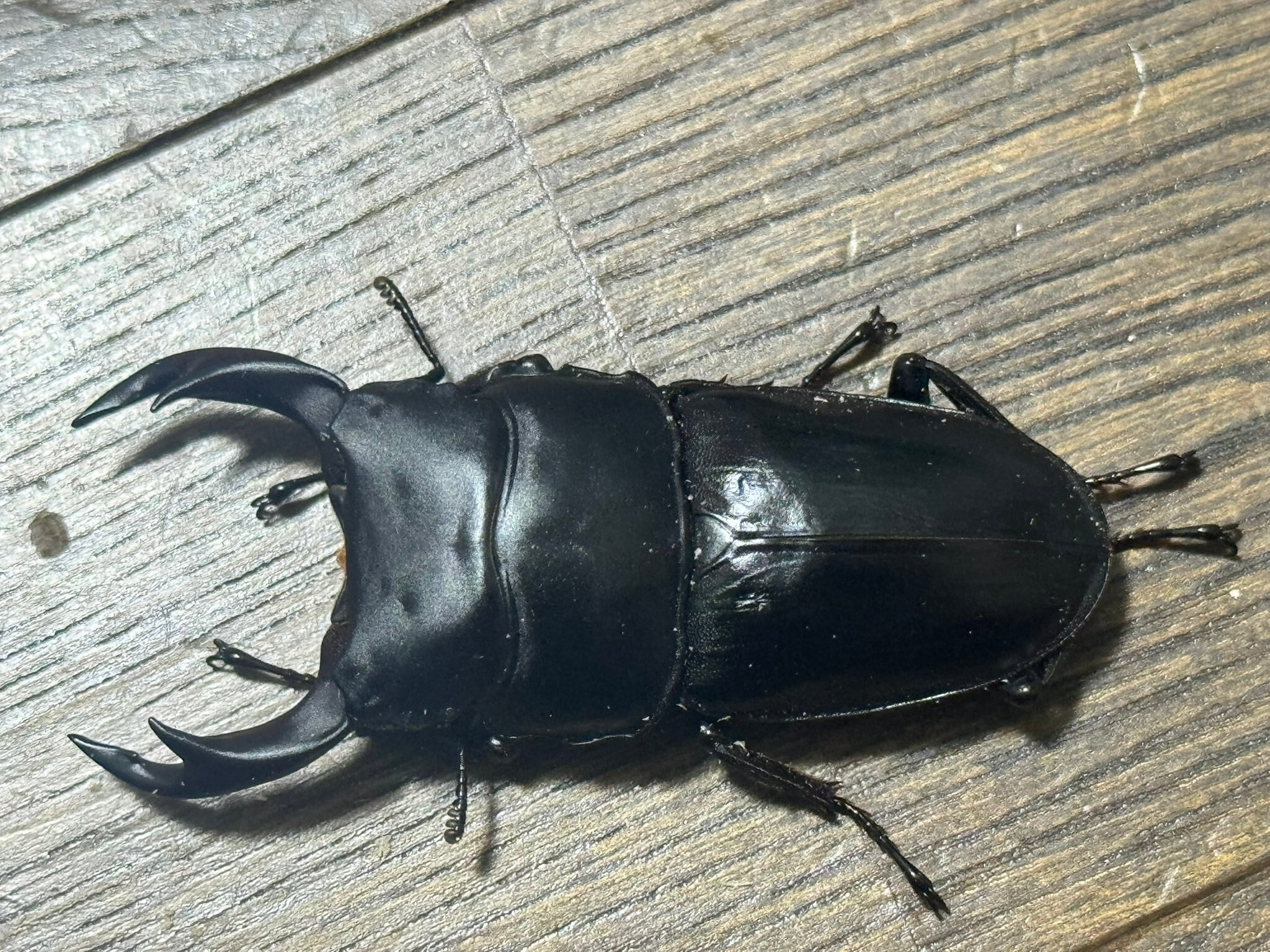 虫類 長野県佐久穂町産オオクワガタ♂単 天然オオクワガタ WDオオクワガタ