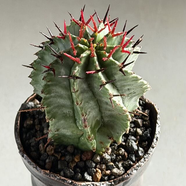 ユーフォルビア・ホリダマジョール Euphorbia horrida Major | RY-ST
