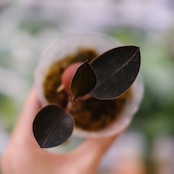 Ludisia discolor var. nigrescens / ルディシア ディスカラー ニグレスセンス③ / 観葉植物