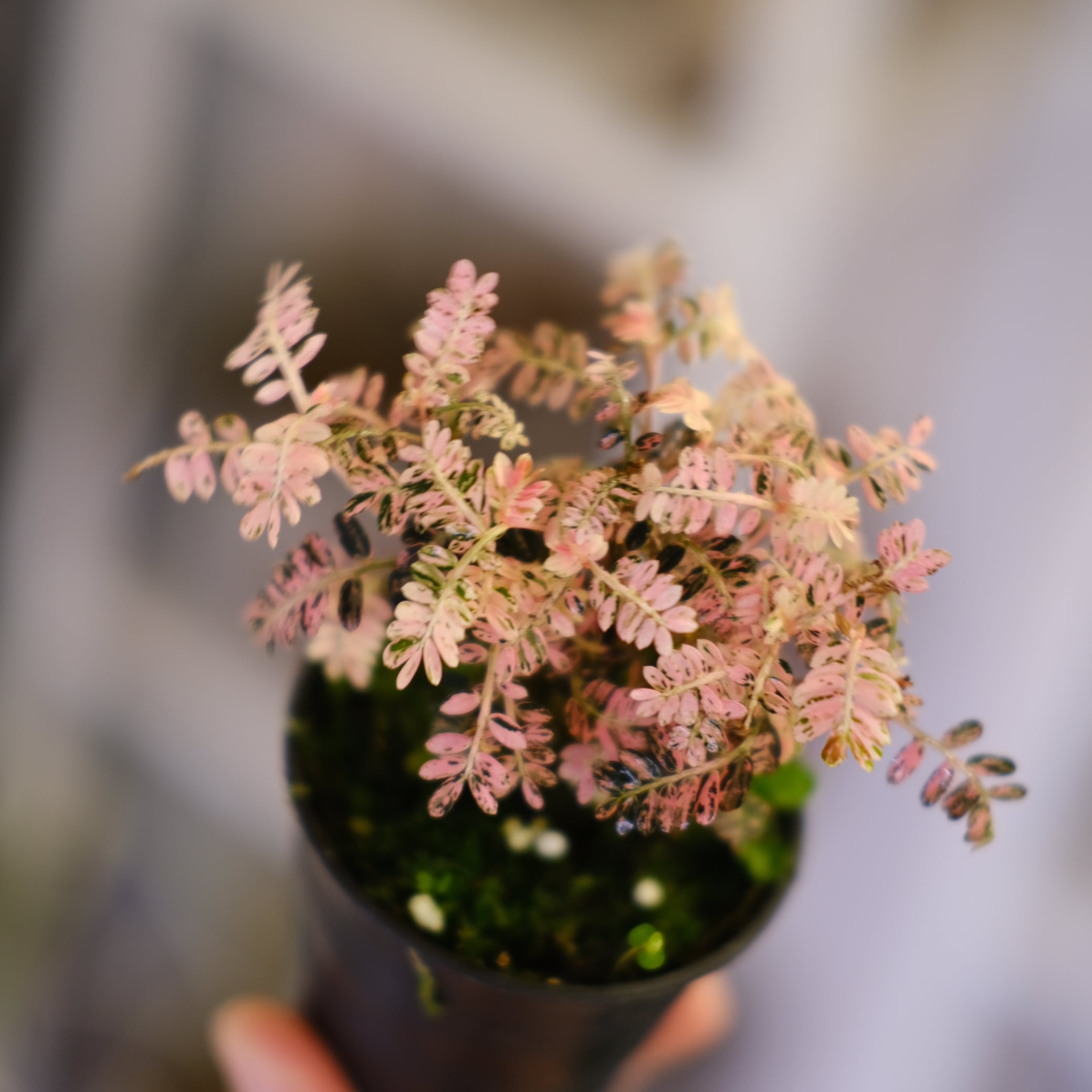 Phyllanthus urinaria 'Pink Variegated'│フィランサス・ウリナリア
