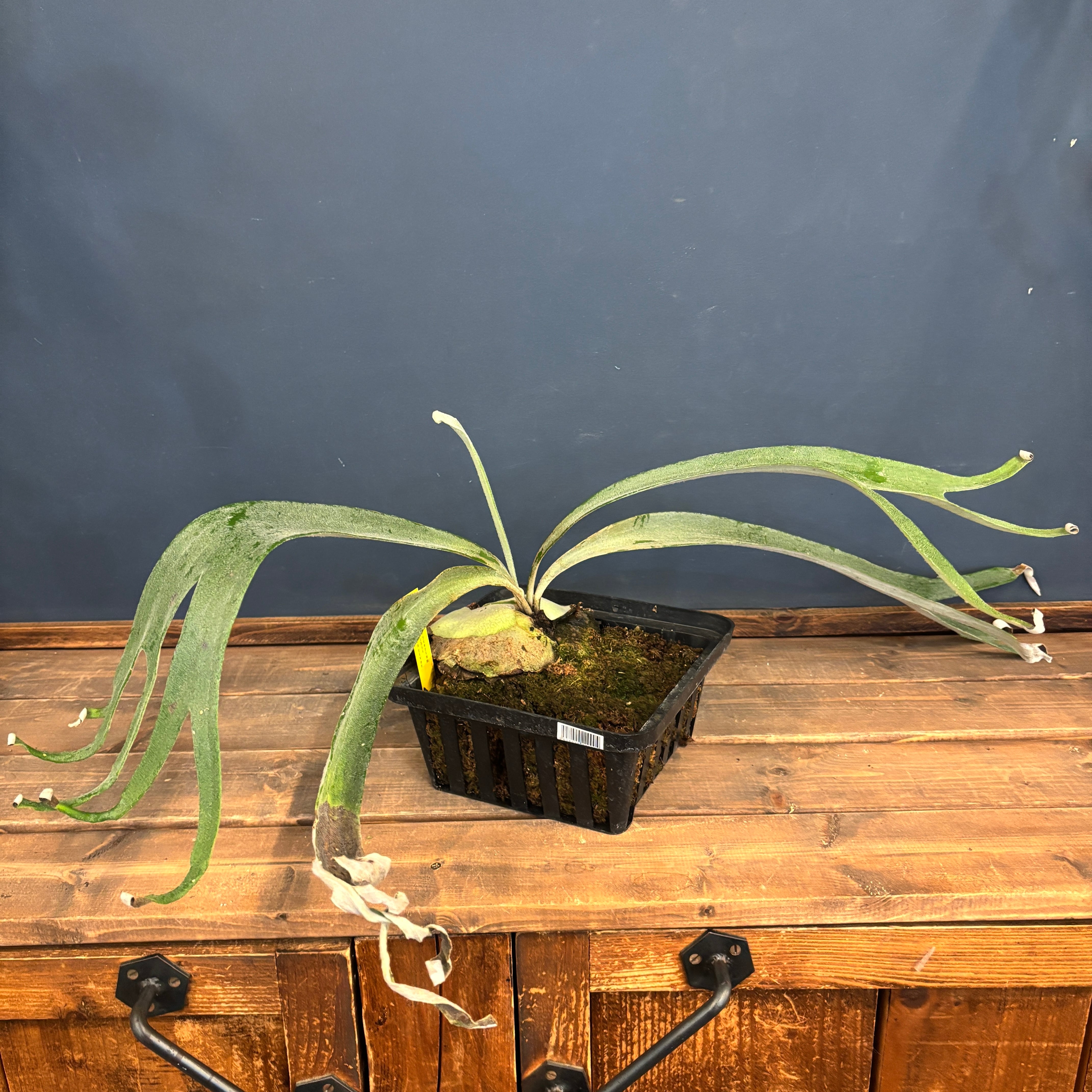 クリアランス】ビカクシダ アーバンリバー P.veitchii Auburn river