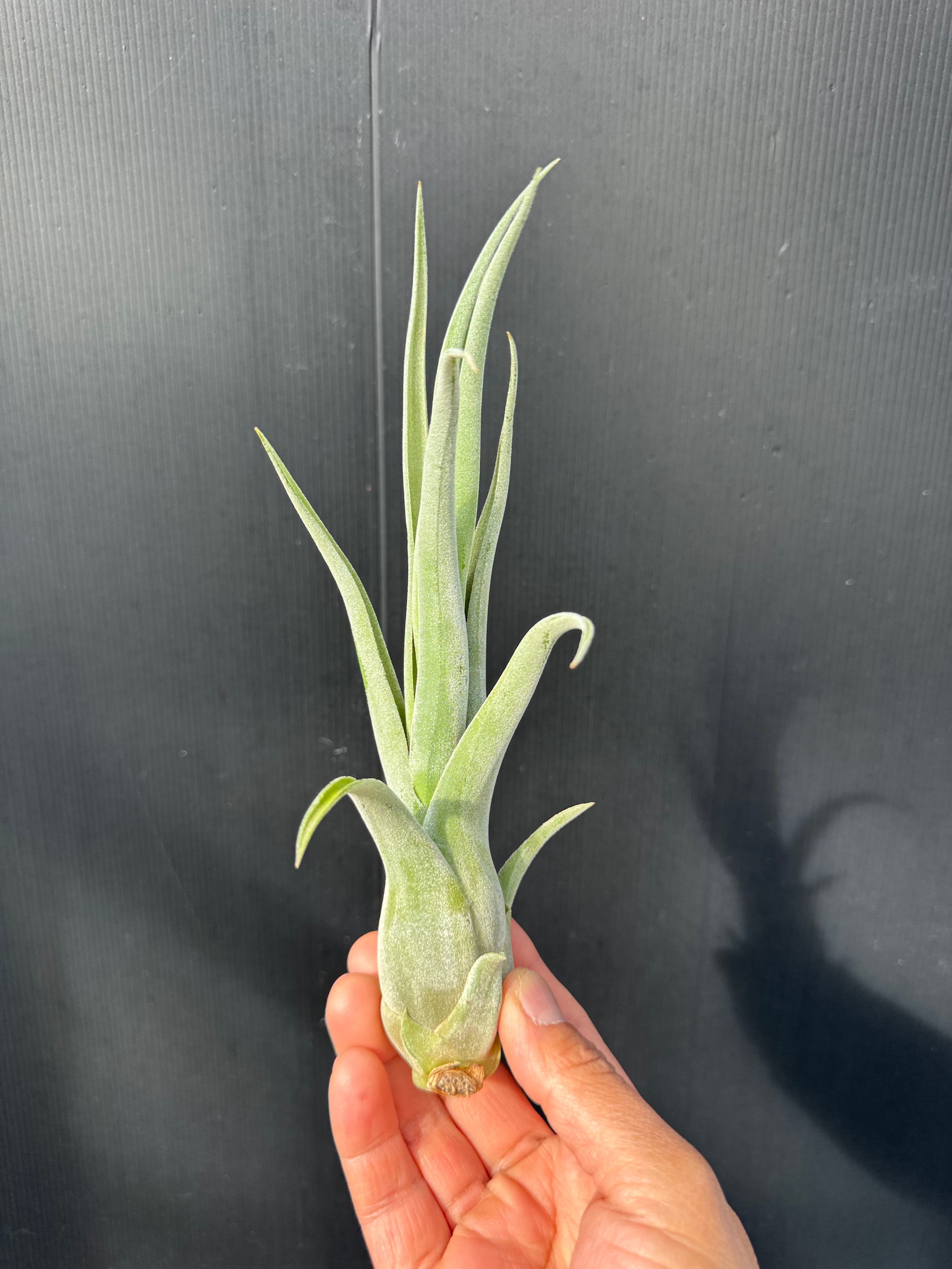 ユッカグロリオサ ブライトスター | クルール プランツ couleur plants