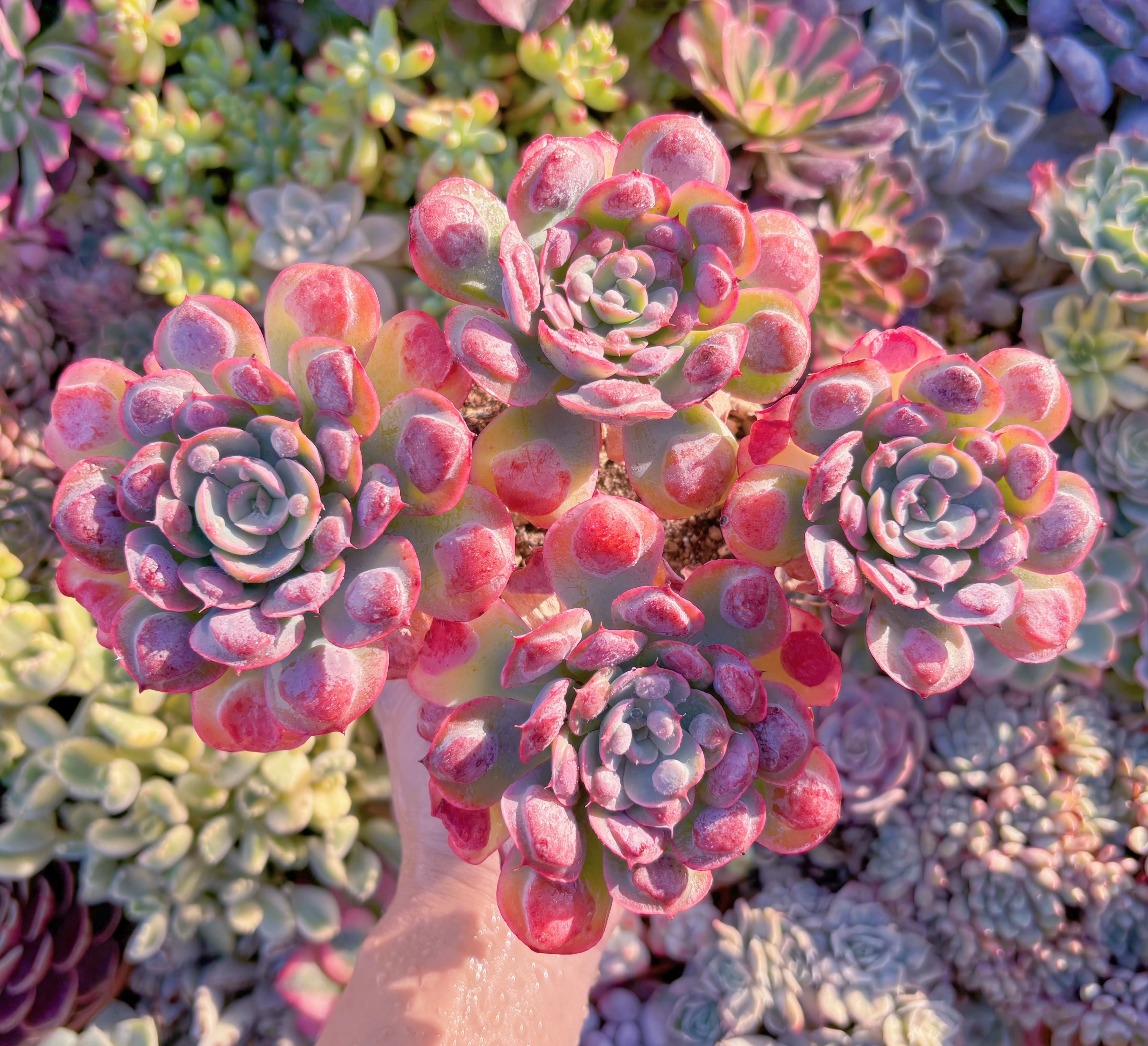 現品　ビヨンセ#M123　特大群生　るる農園