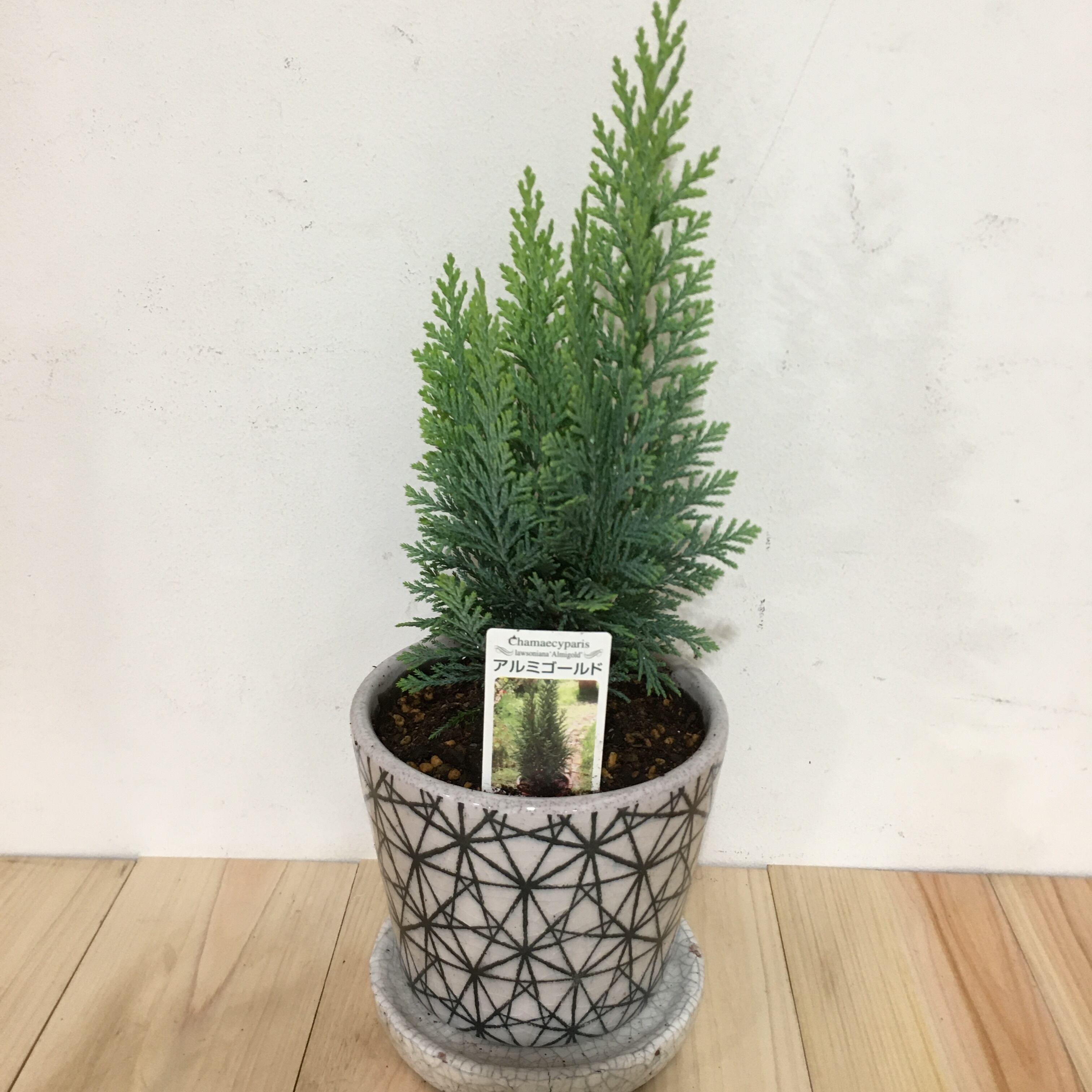 コニファー植え込み PROTOLEAF プロトリーフ