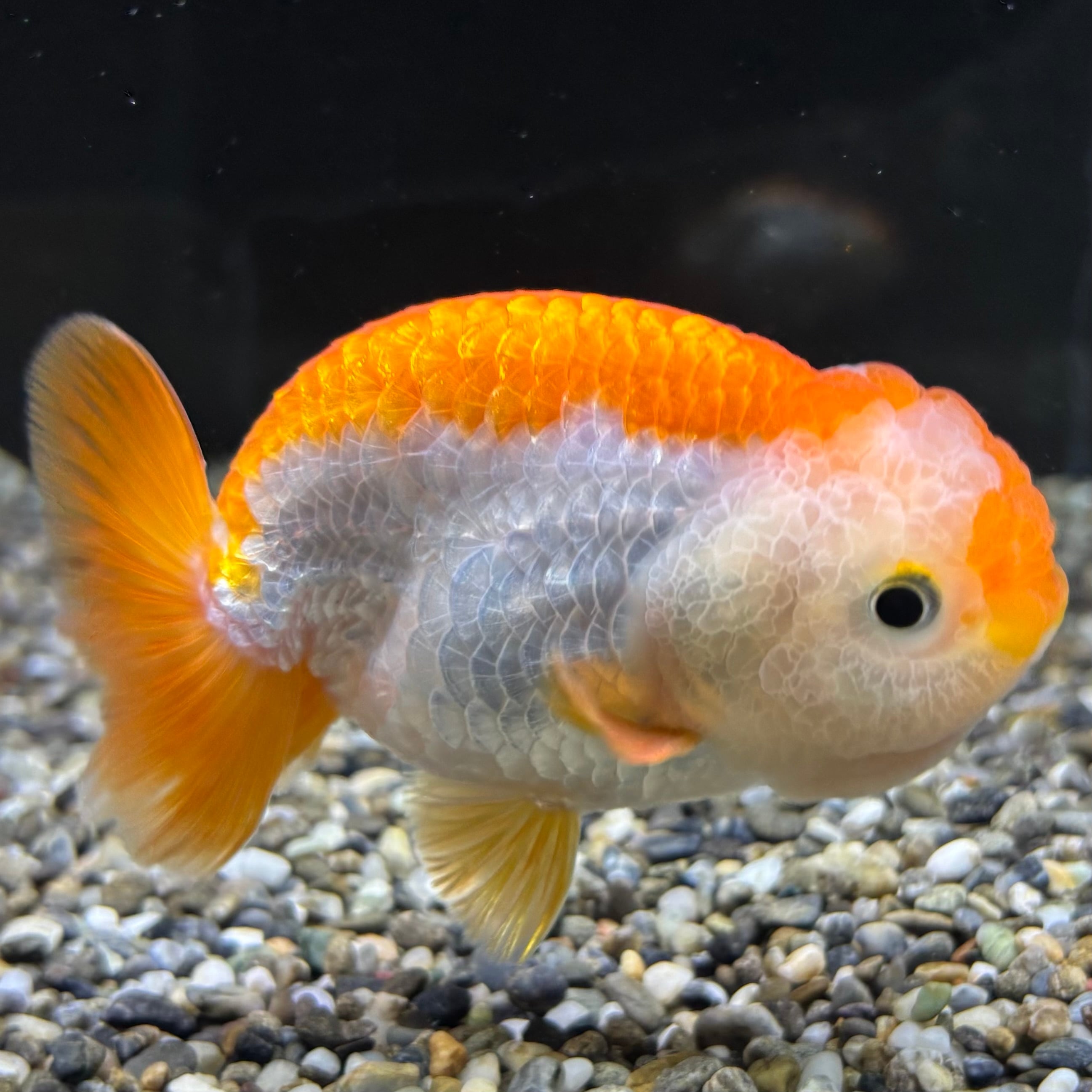 送料無料★中国産 金魚 サラサランチュウ １０．５cm 送料無料☆中国産 金魚 サラサランチュウ ９．５cm(A)