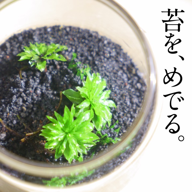 めでる シリーズ 苔テラリウム制作キット コウヤノマンネングサ3本パック 苔栽培とネット販売の西予苔園 せいよこけえん のオンラインショップ