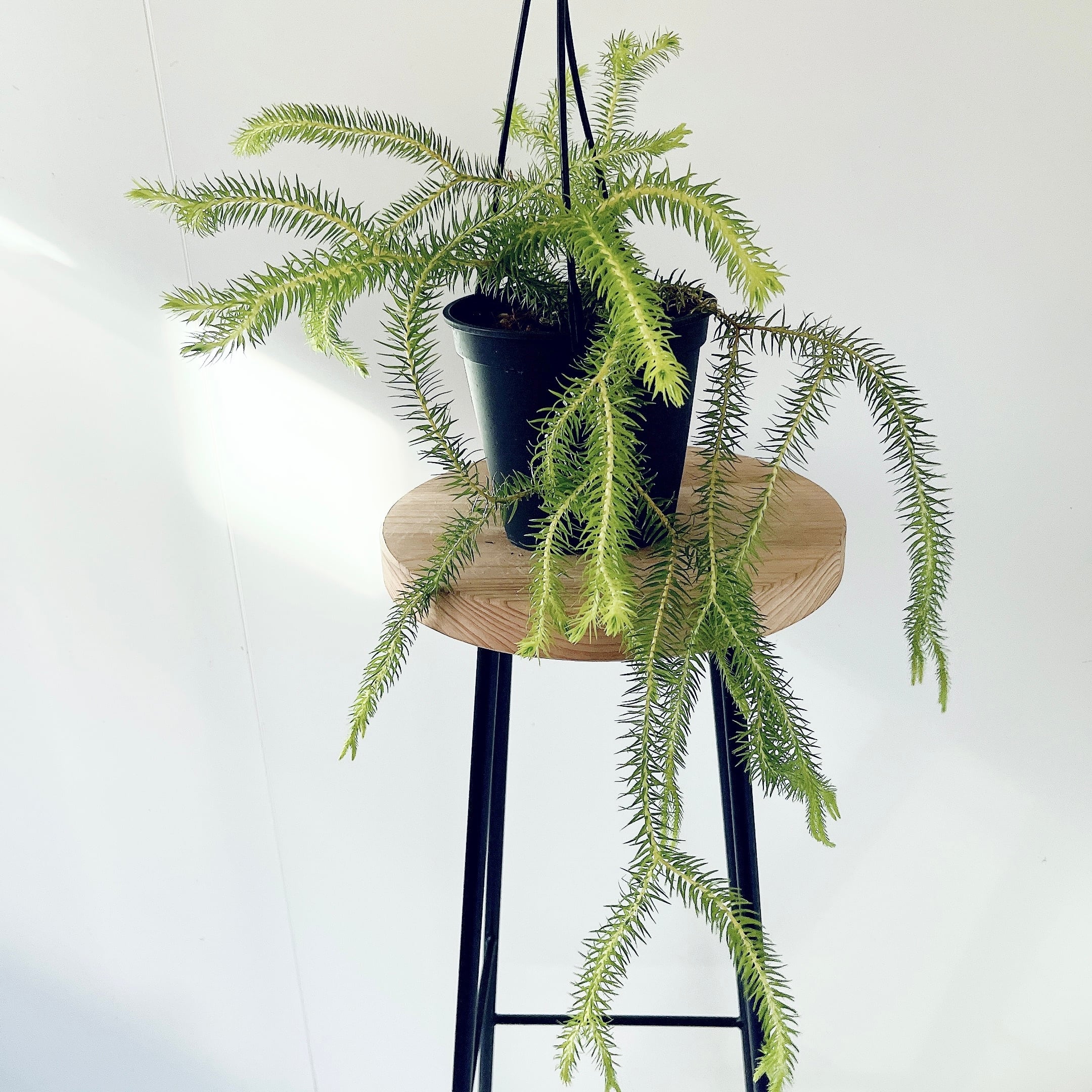 フペルジア グリーンゴエベリー やわらかに垂れる森のシダ｜calm cafe