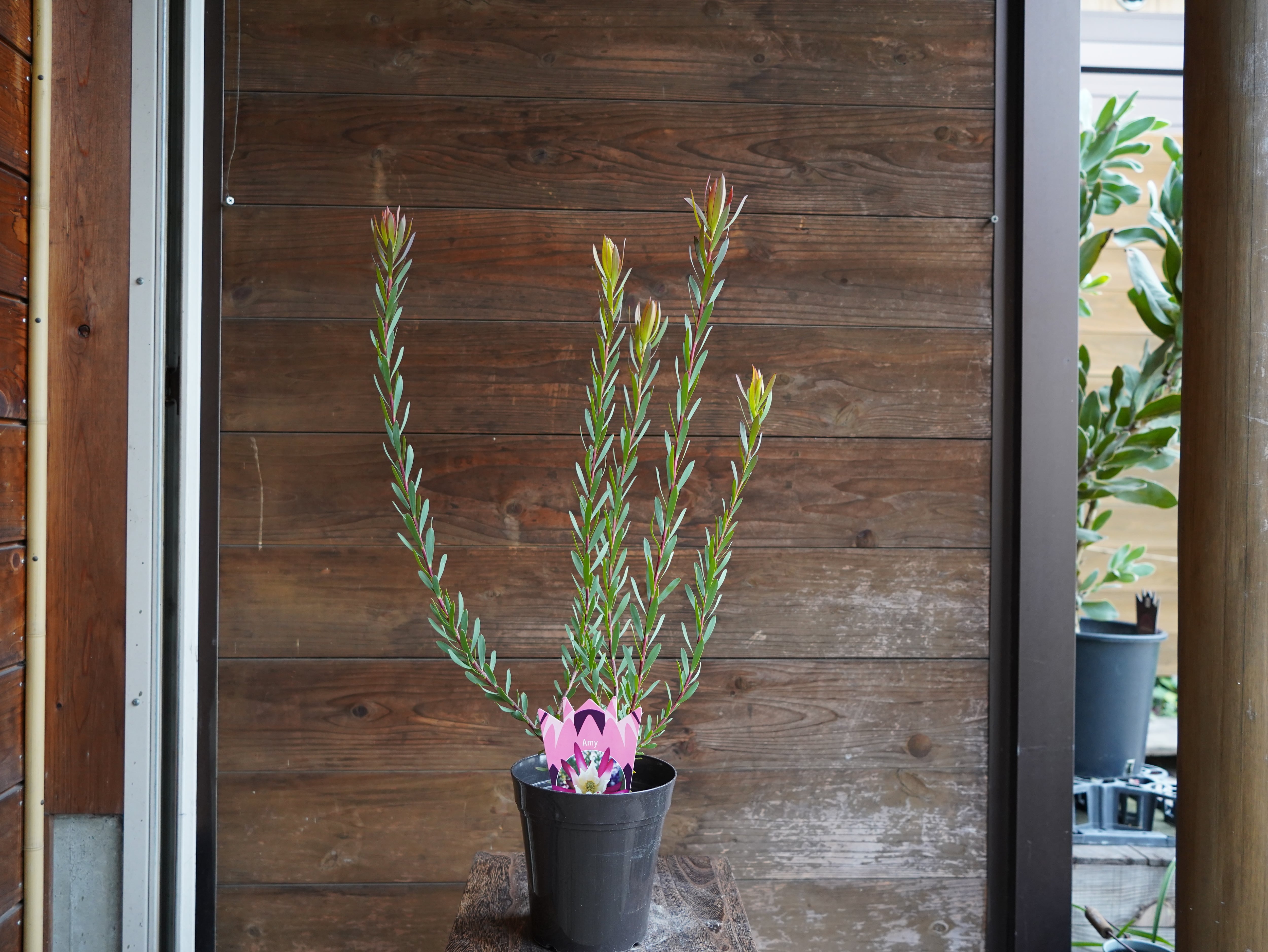 【現物】リューカデンドロン　”Amy”