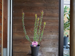 【現物】リューカデンドロン ”Amy”