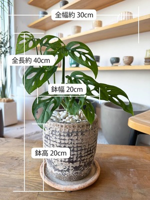 モンステラ・ラニアータ